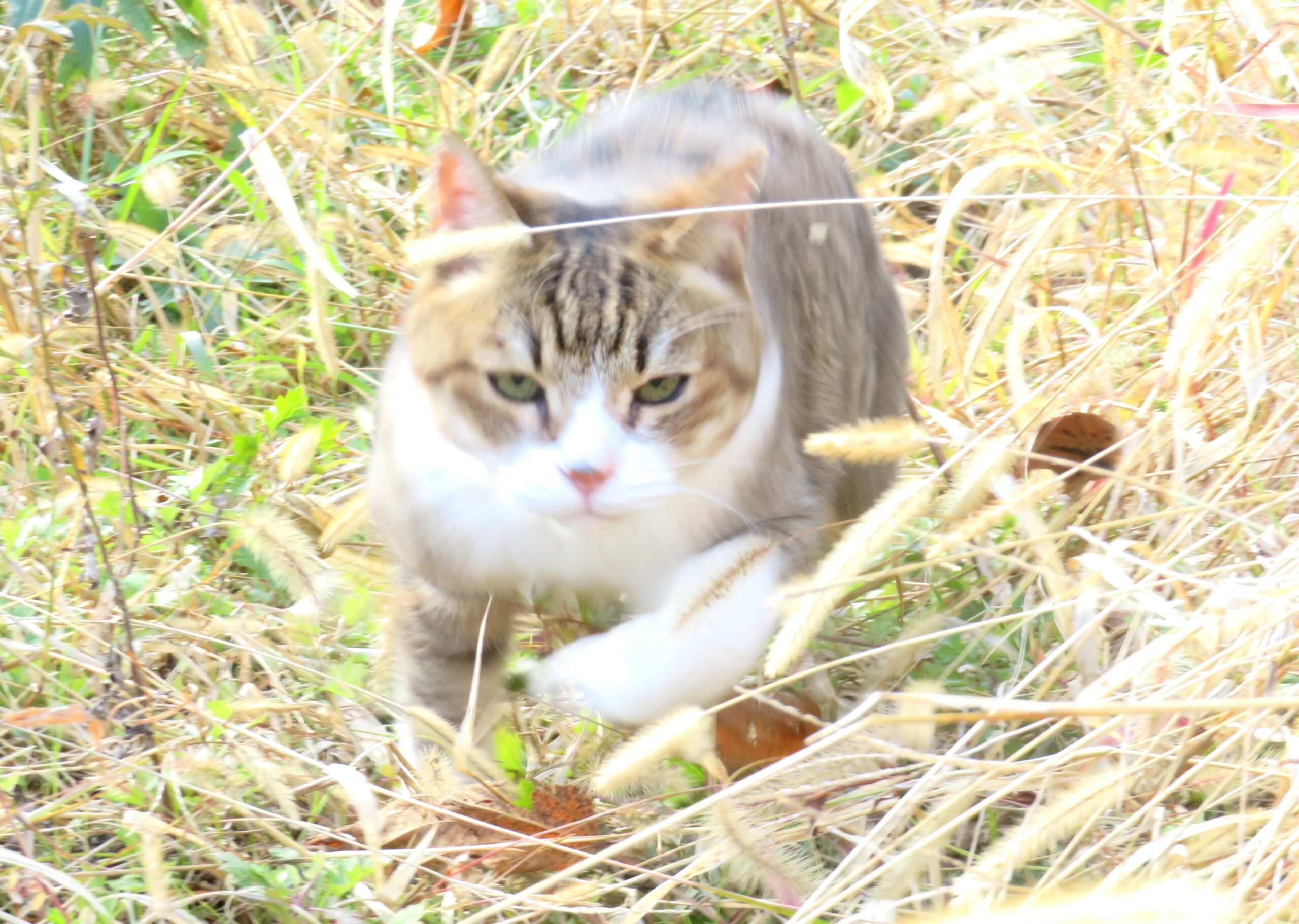 ねこ、風太　ひなたぼっこ