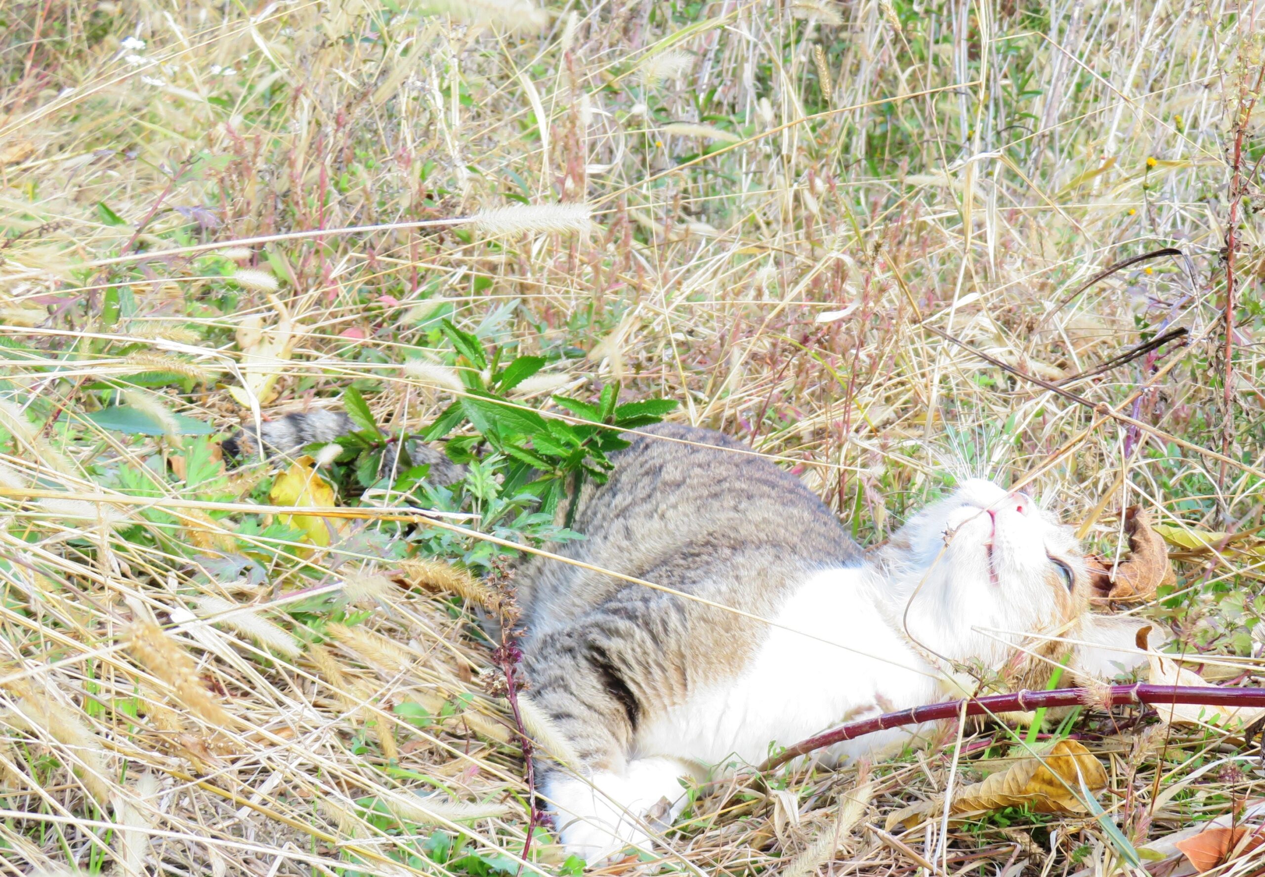 ねこ、風太　巡回