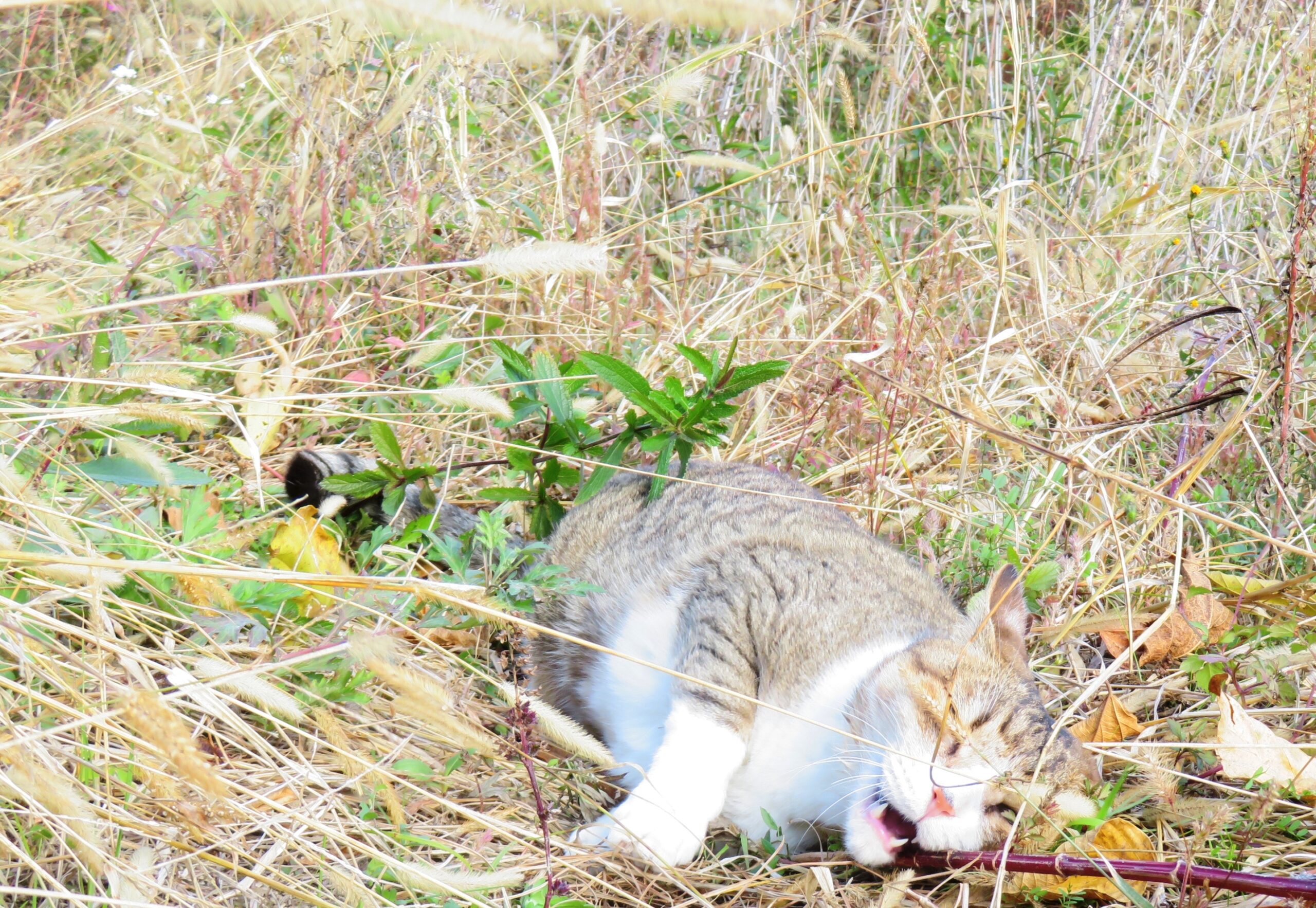 ねこ、風太　巡回