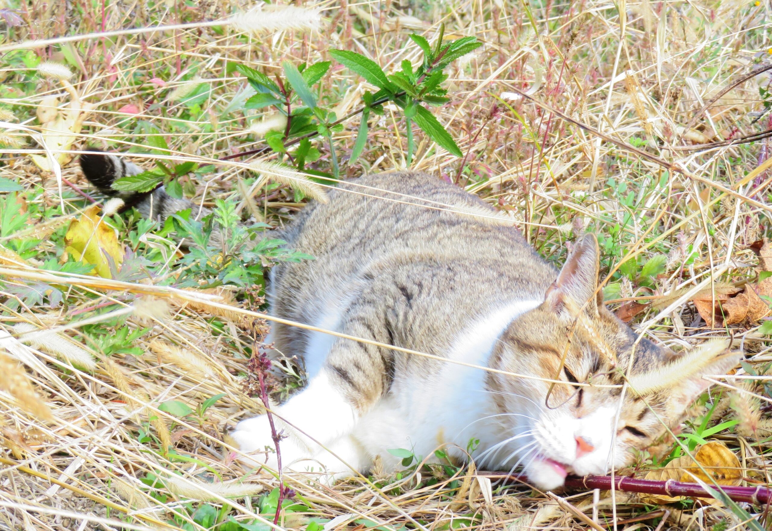 ねこ、風太　巡回