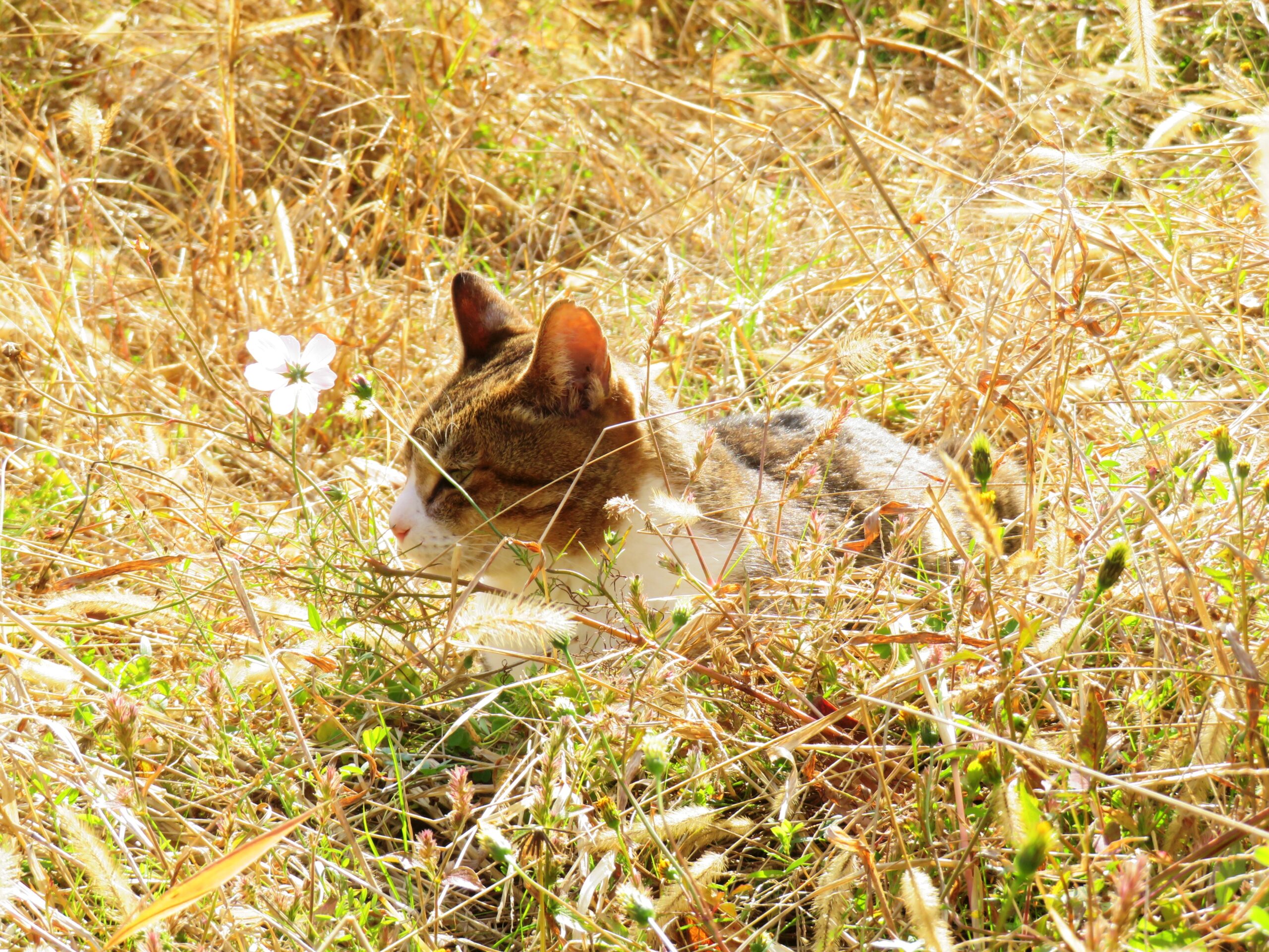 ねこ、風太　巡回