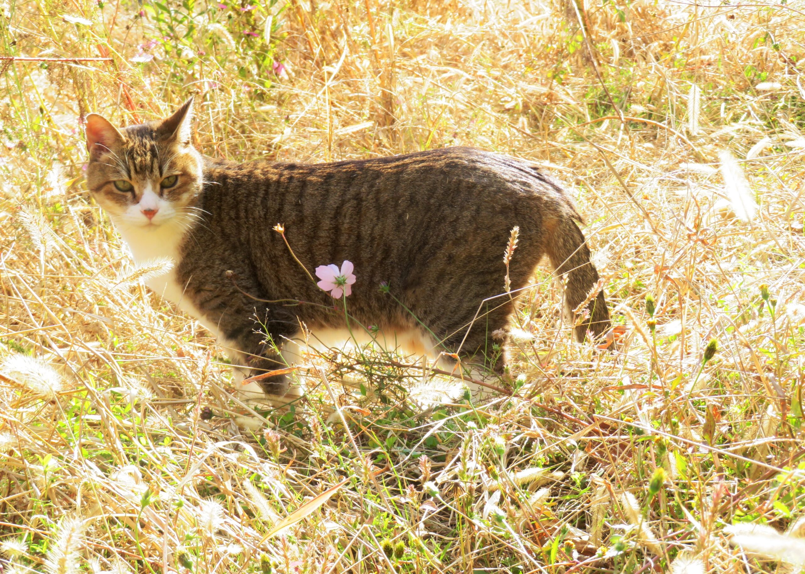 ねこ、風太　巡回