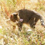 ねこ、風太　巡回