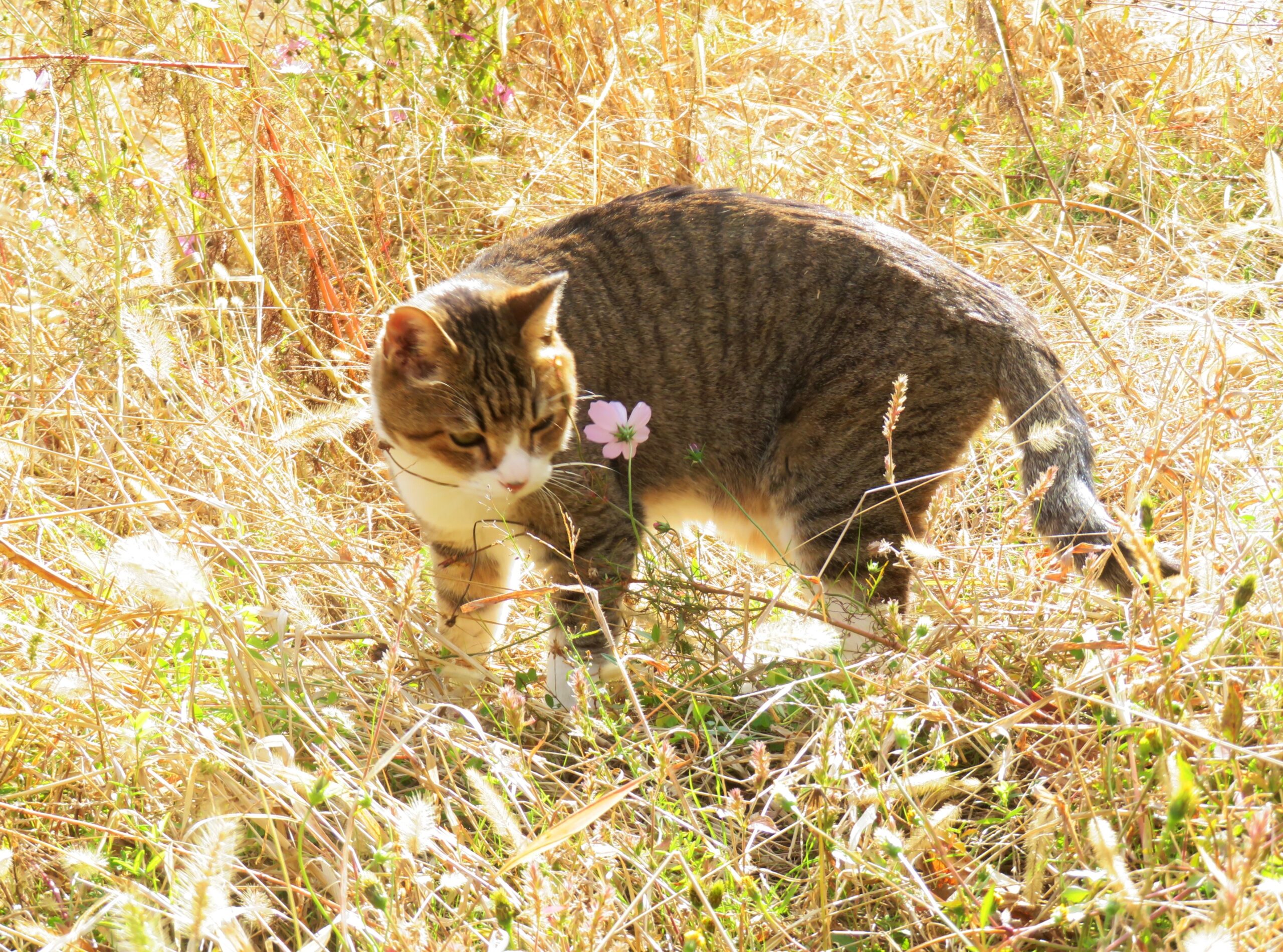 ねこ、風太　巡回