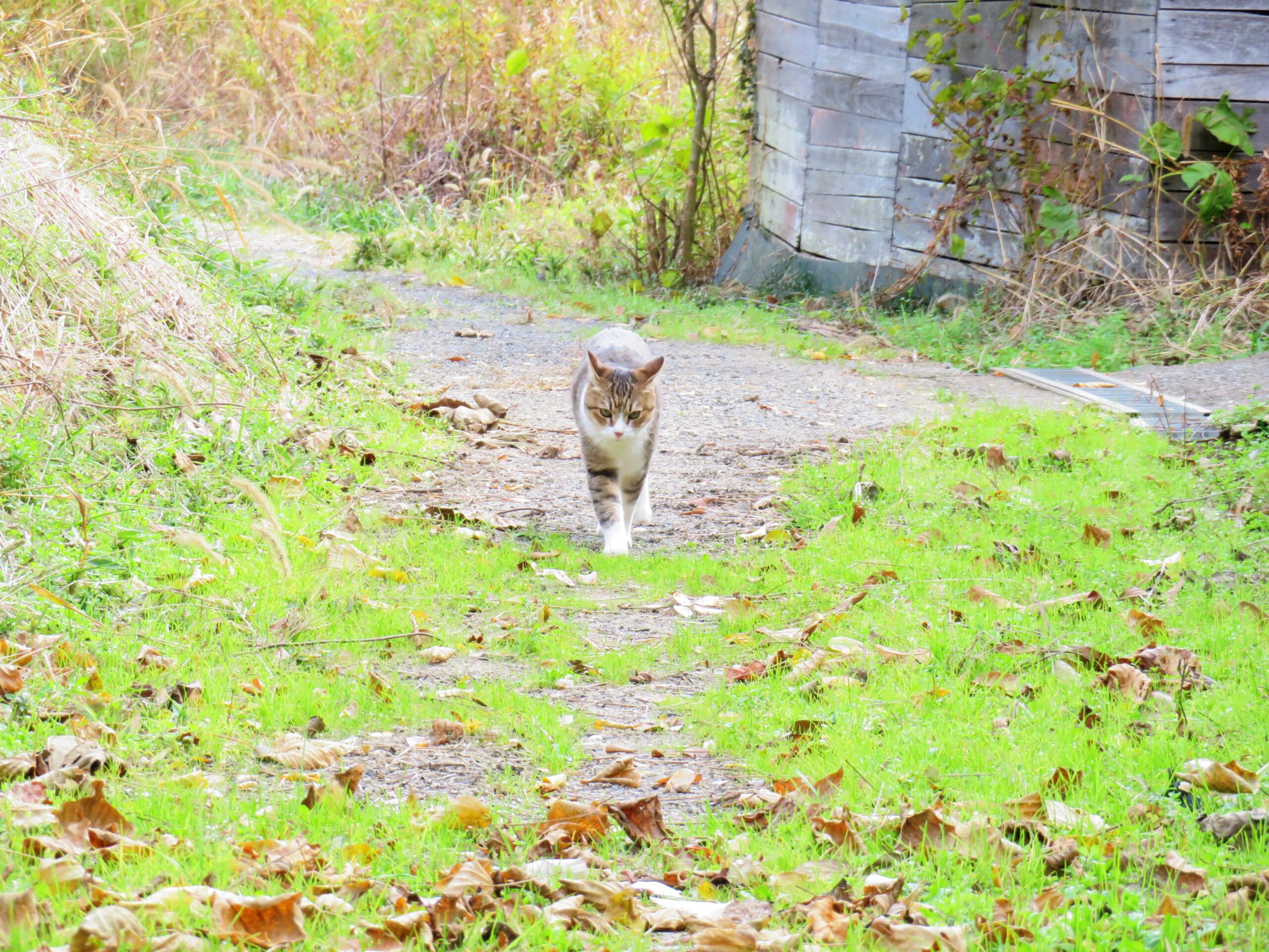 ねこ、風太　巡回