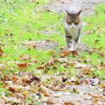 ねこ、風太　巡回