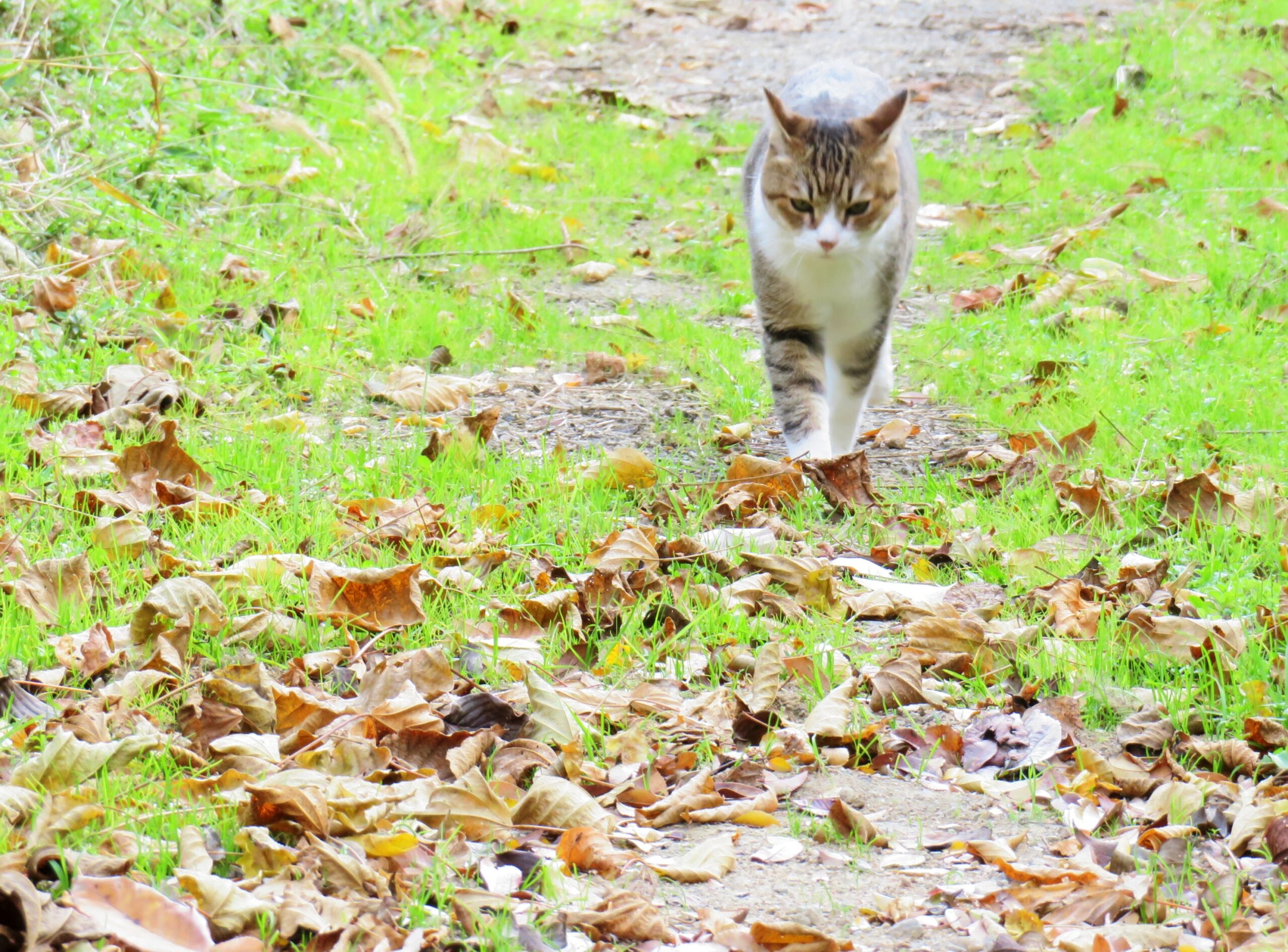 ねこ、風太　巡回