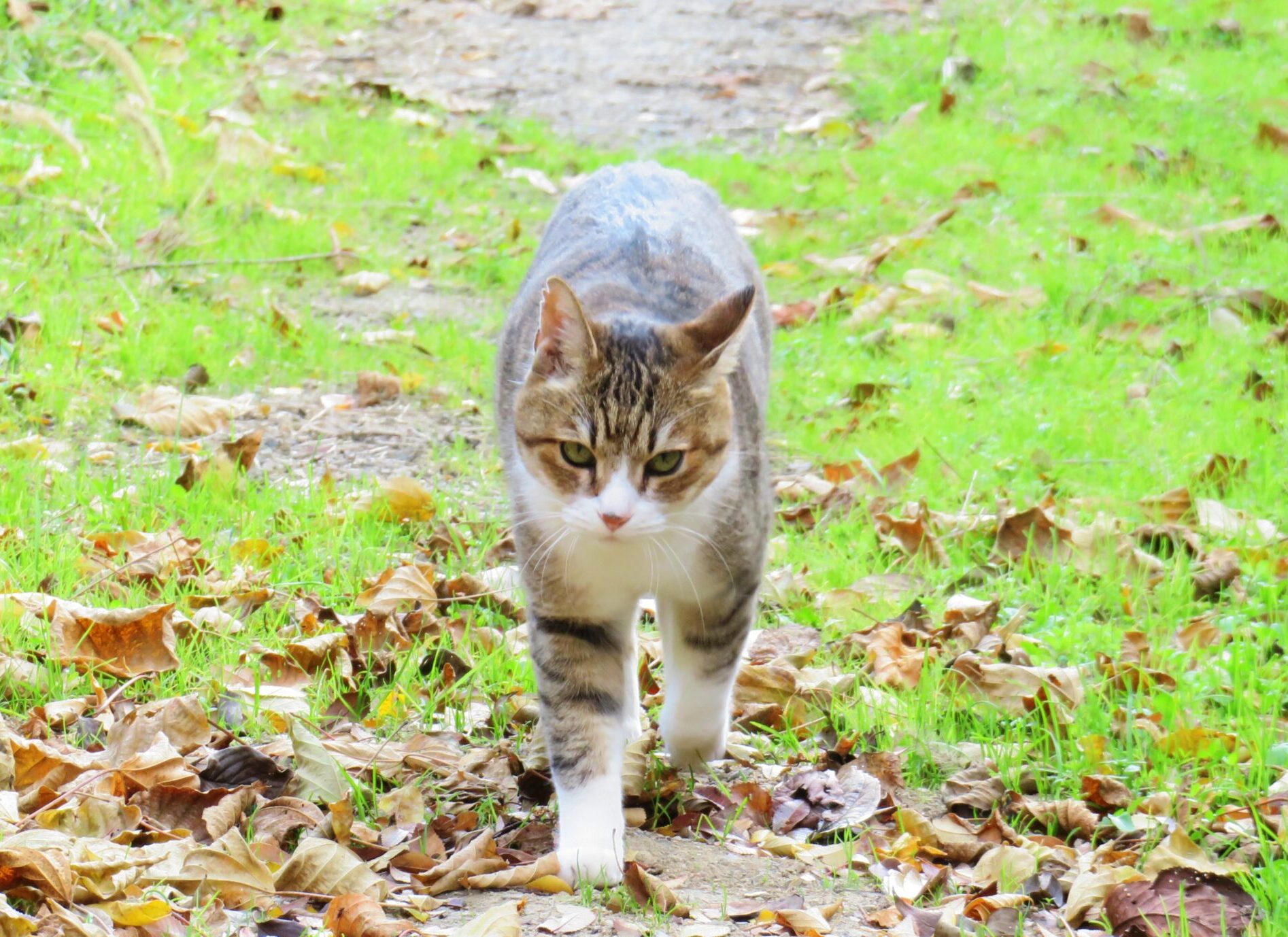 ねこ、風太　巡回