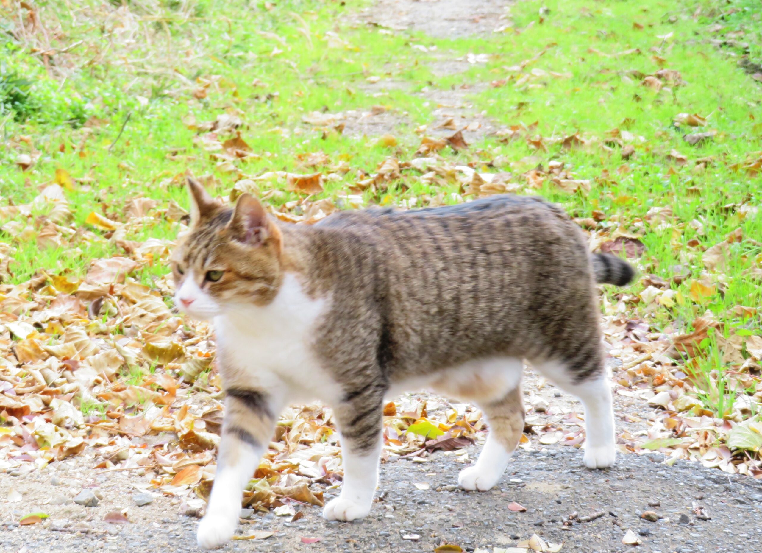 ねこ、風太　巡回