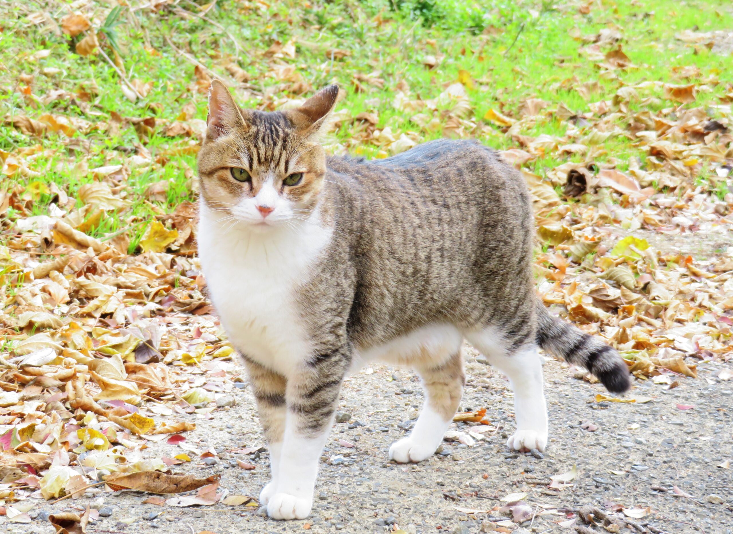 ねこ、風太　巡回