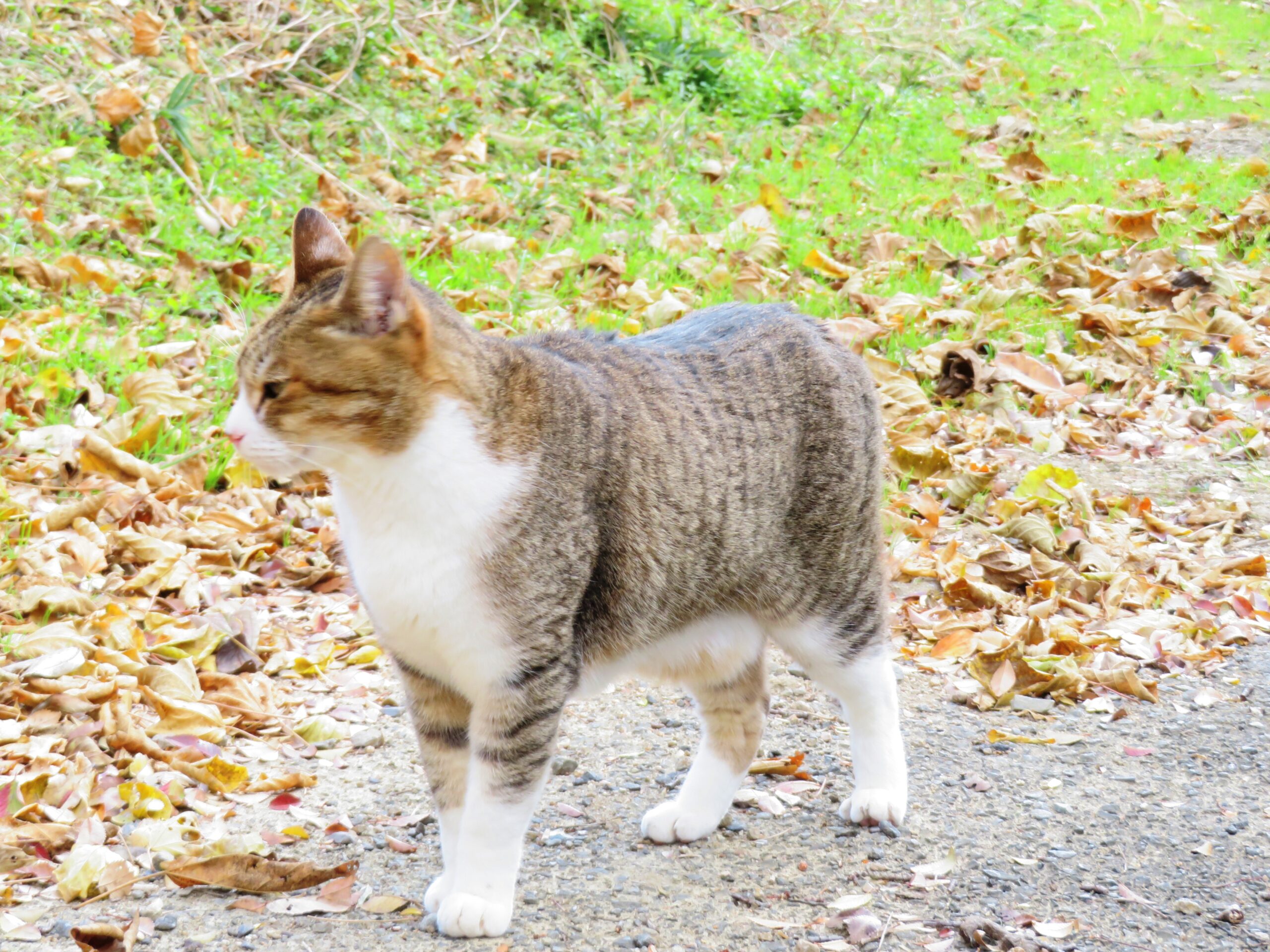 ねこ、風太　巡回