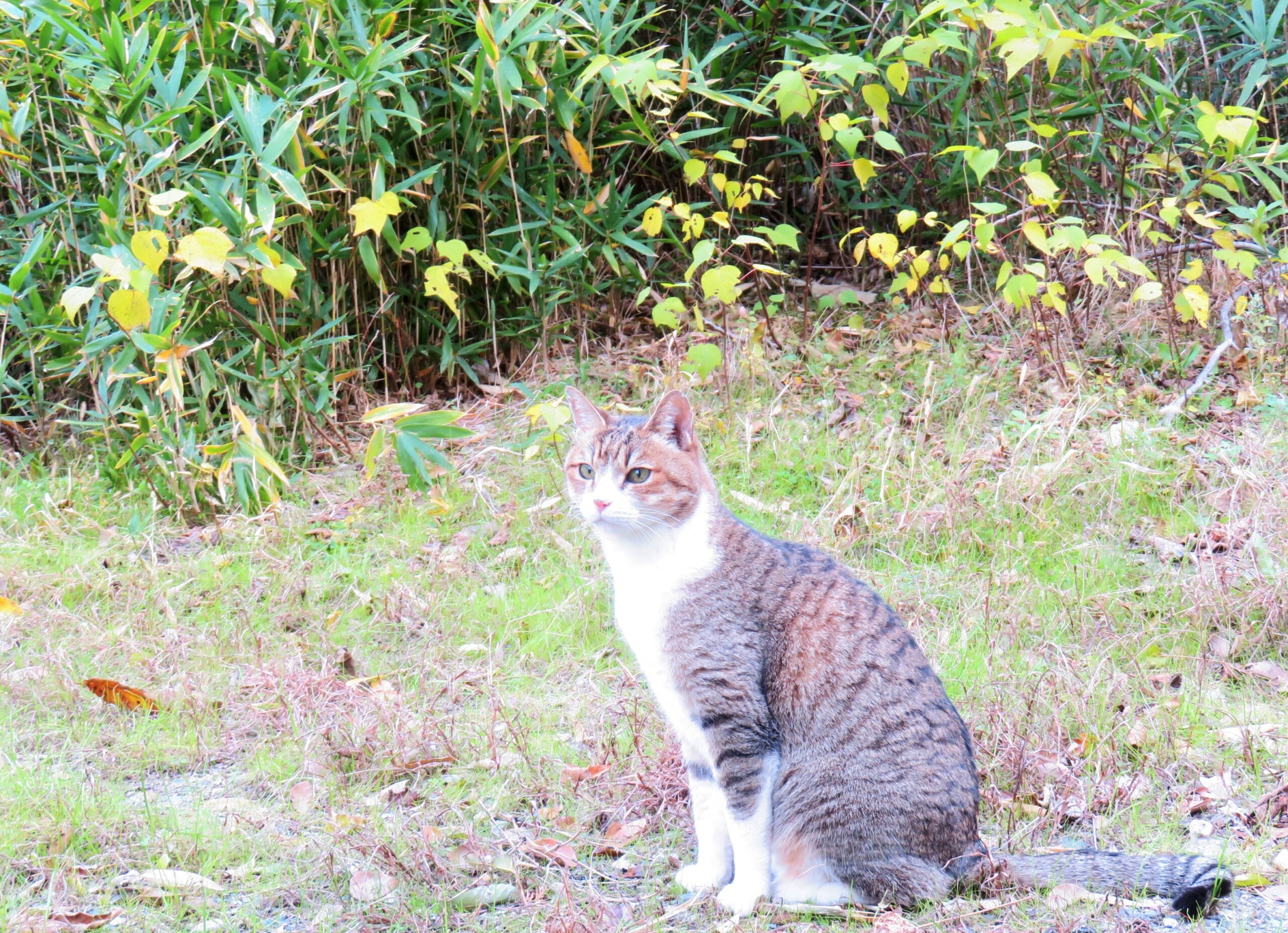 ねこ、風太　巡回