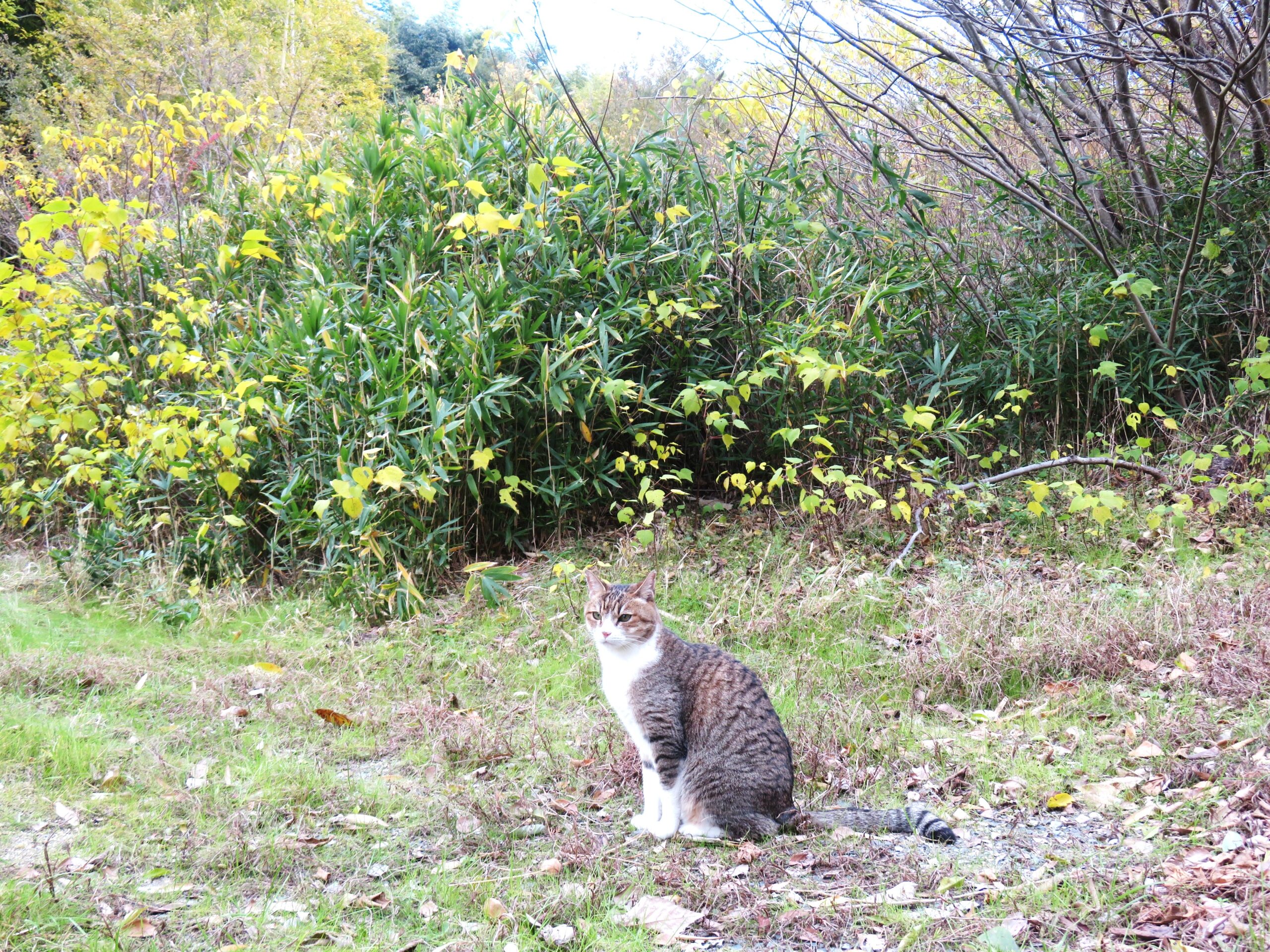 ねこ、風太　巡回