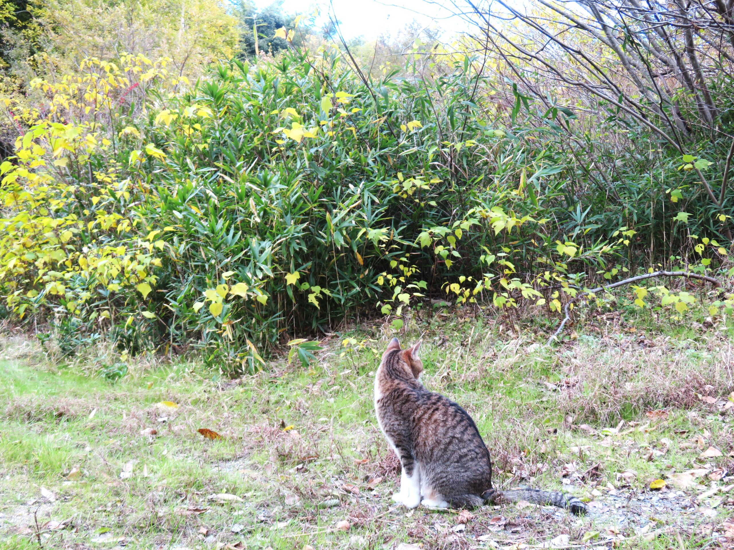 ねこ、風太　巡回