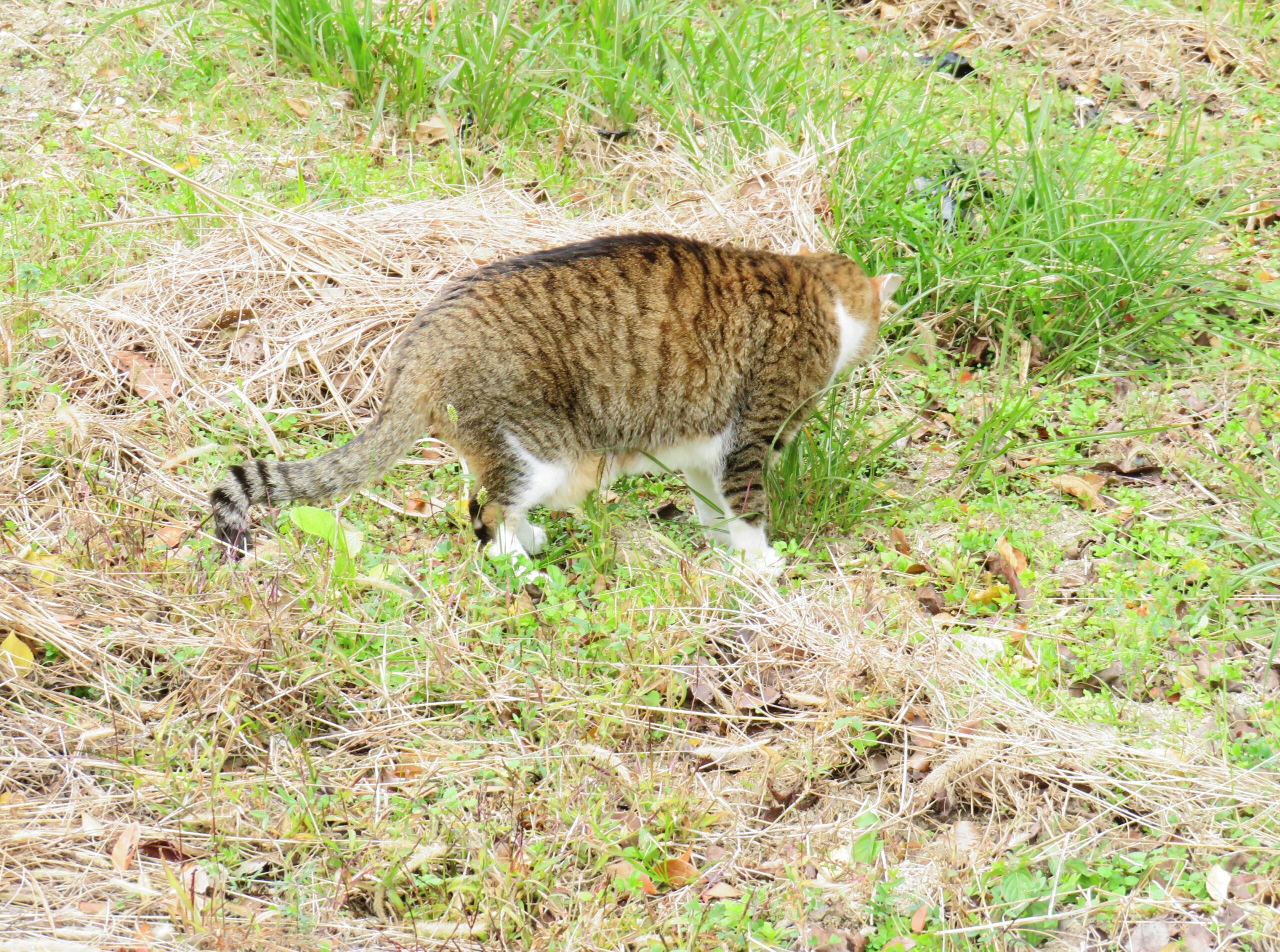 ねこ、風太　巡回