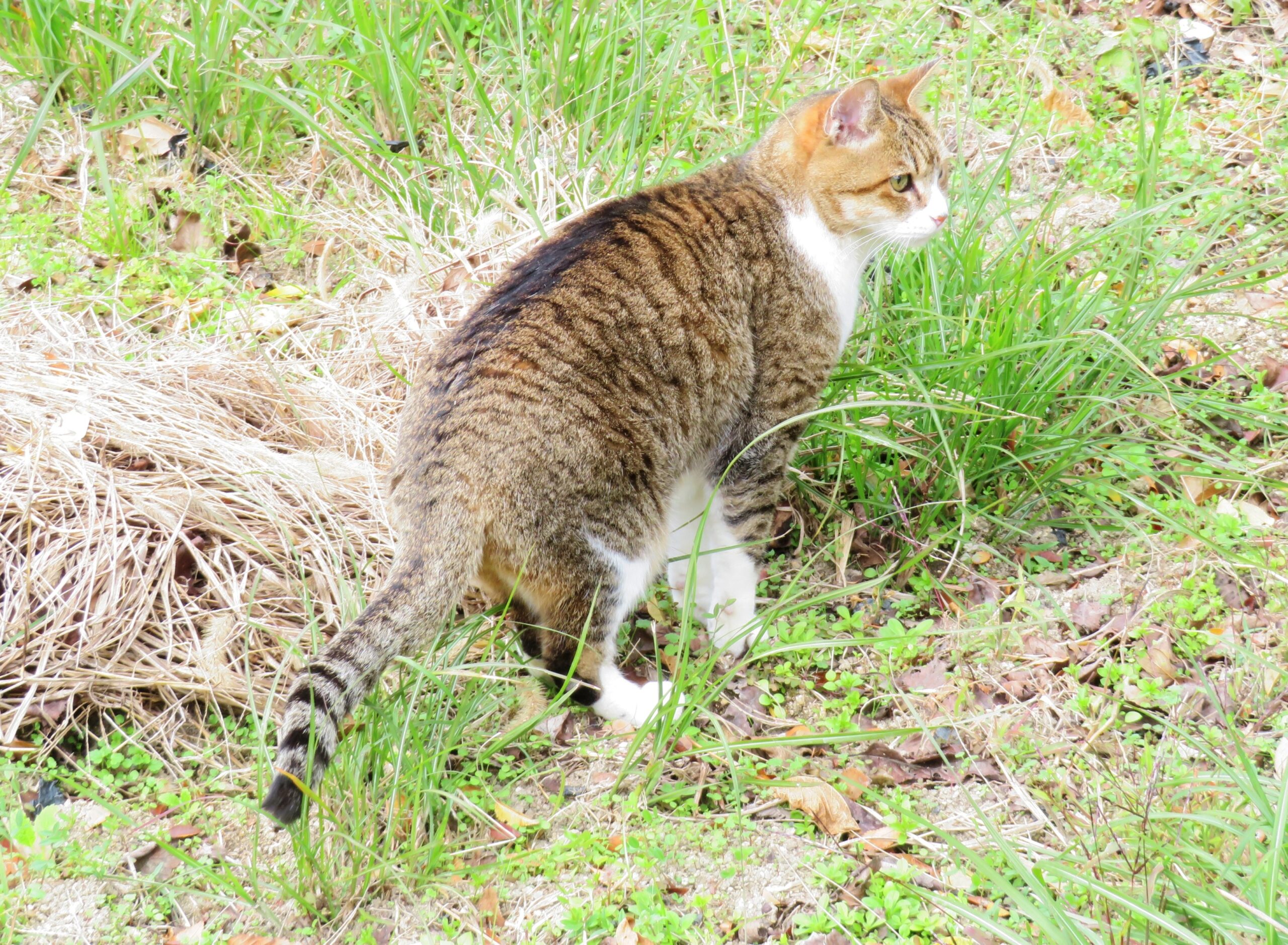 ねこ、風太　巡回