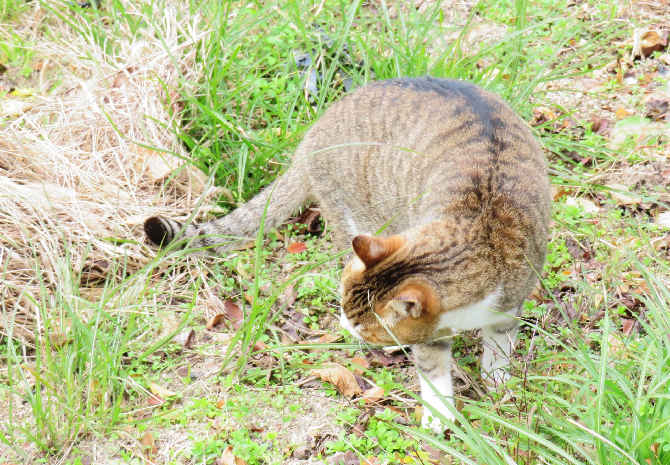 ねこ、風太　巡回