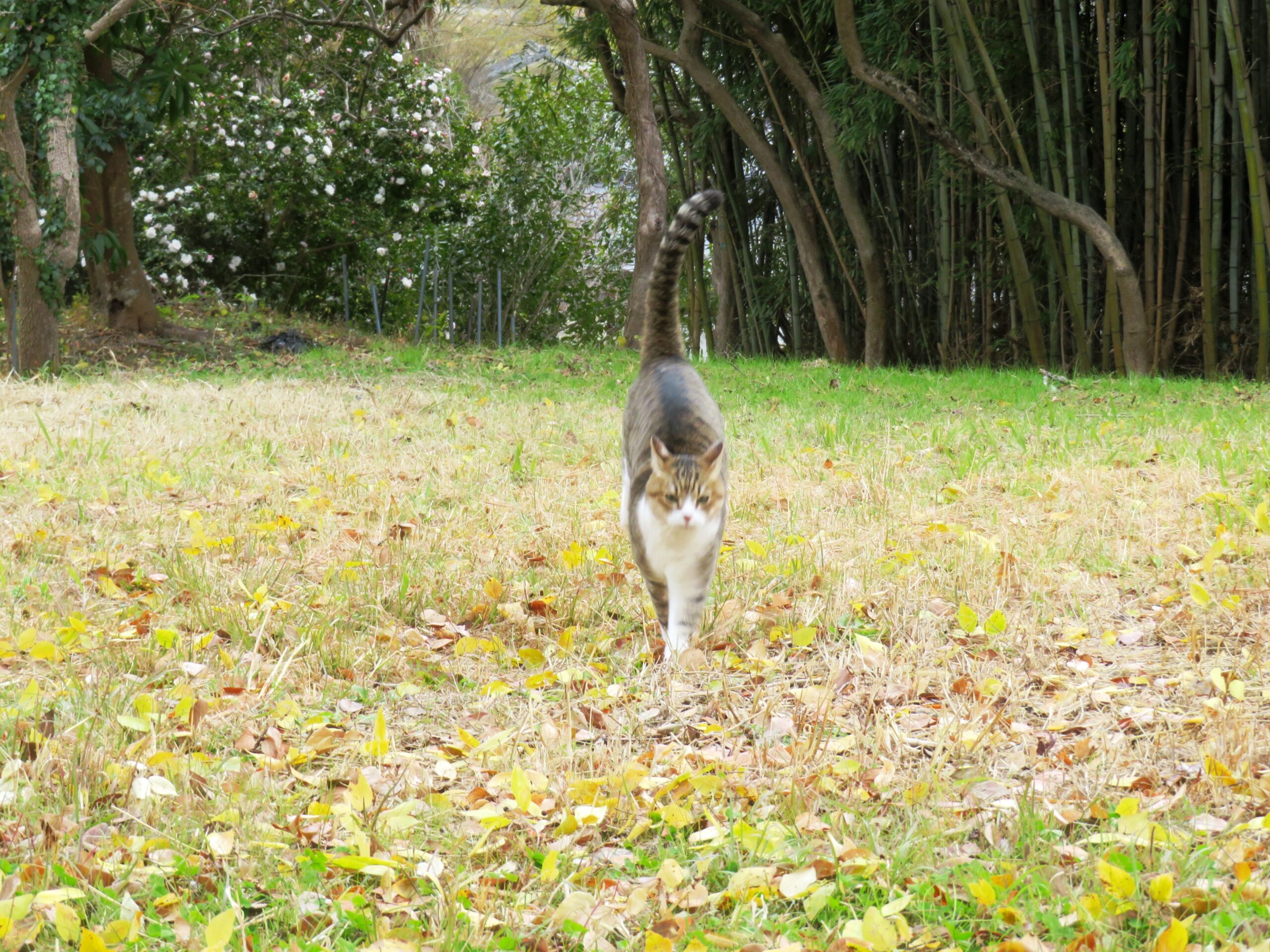 ねこ、風太　巡回