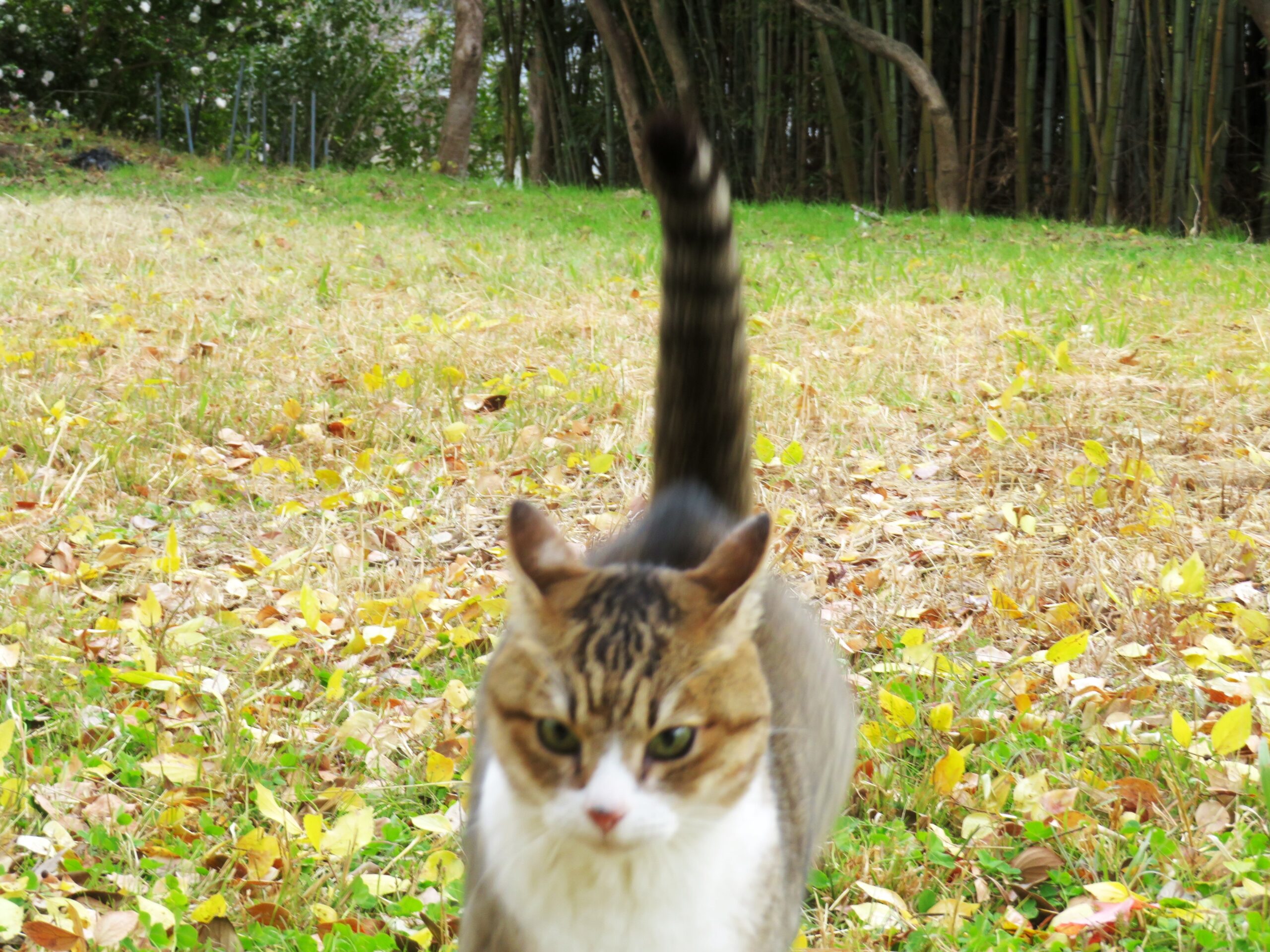 ねこ、風太　巡回