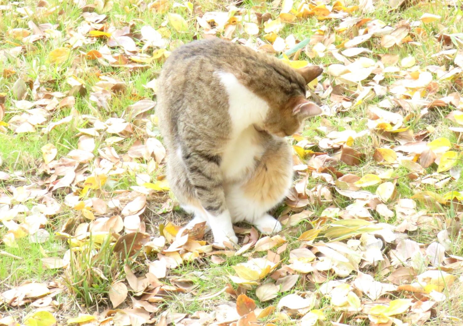 ねこ、風太　巡回