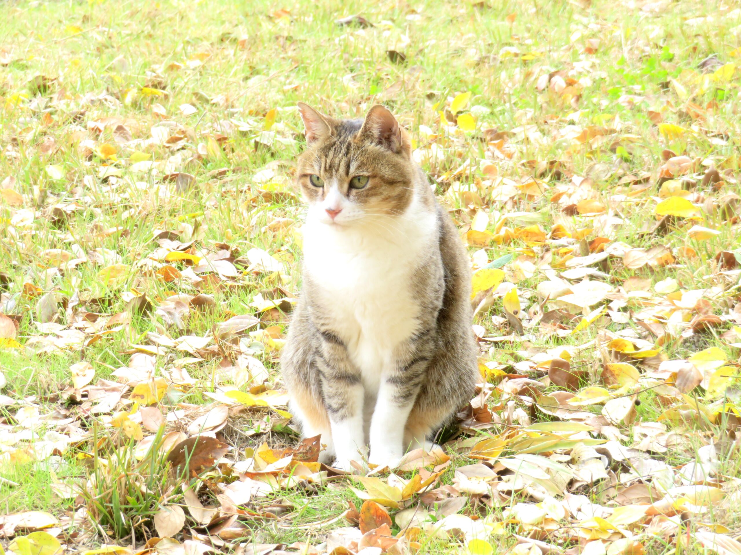 ねこ、風太　巡回