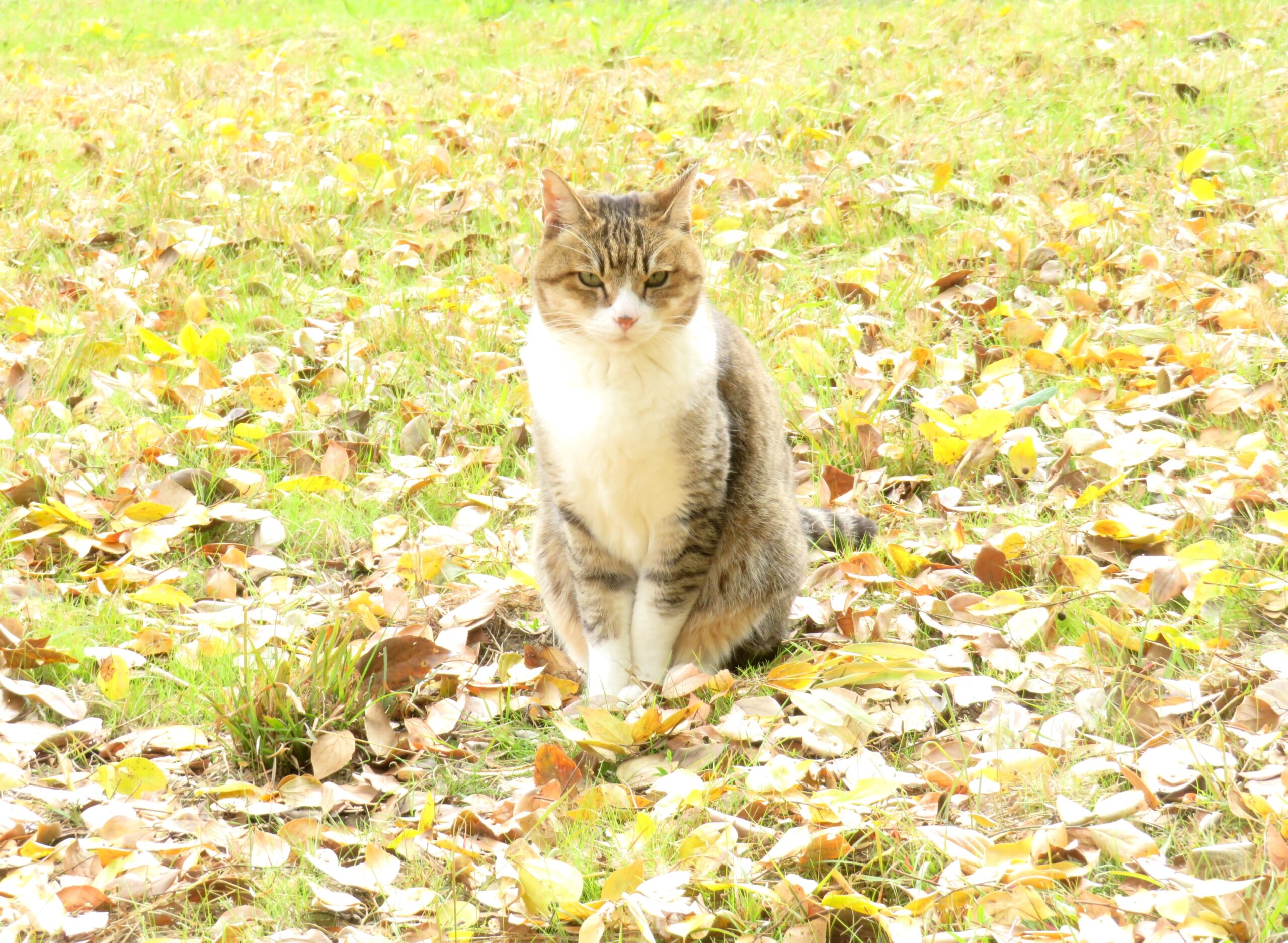 ねこ、風太　巡回