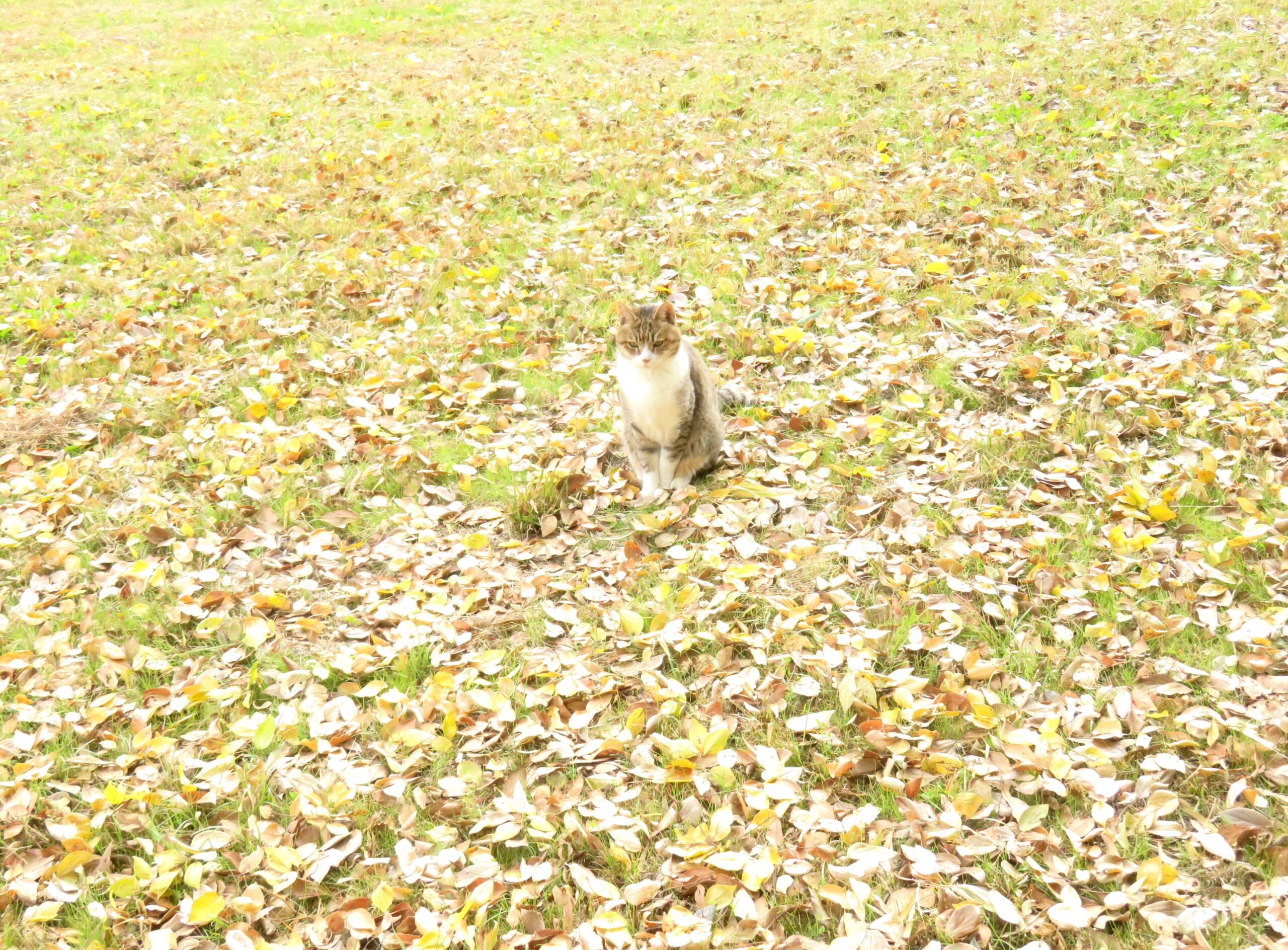 ねこ、風太　巡回