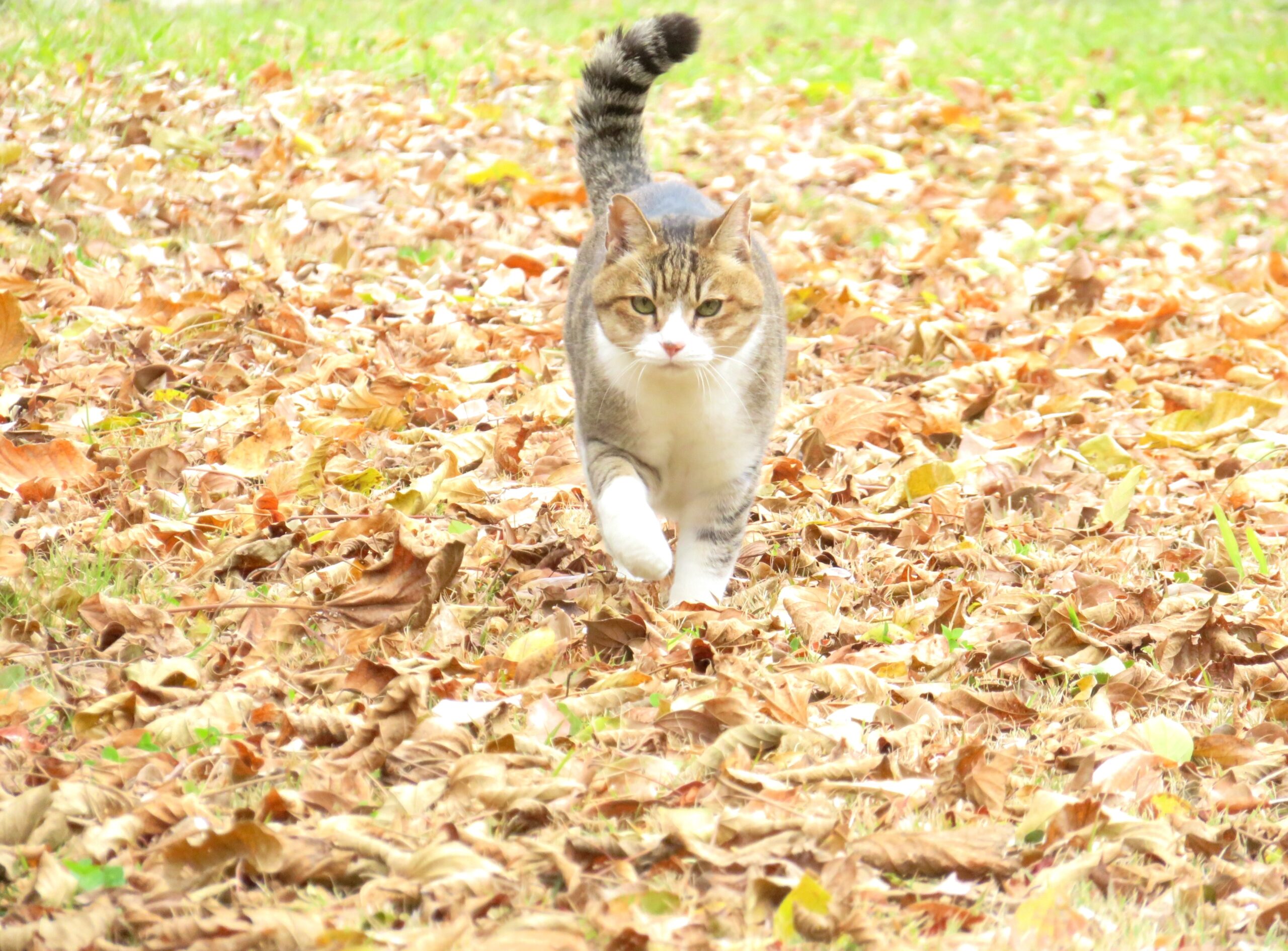 ねこ、風太　巡回