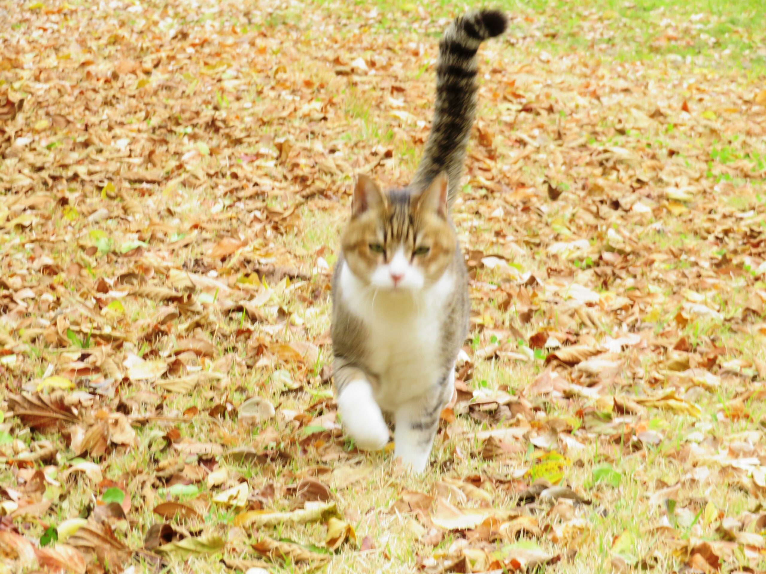 ねこ、風太　巡回