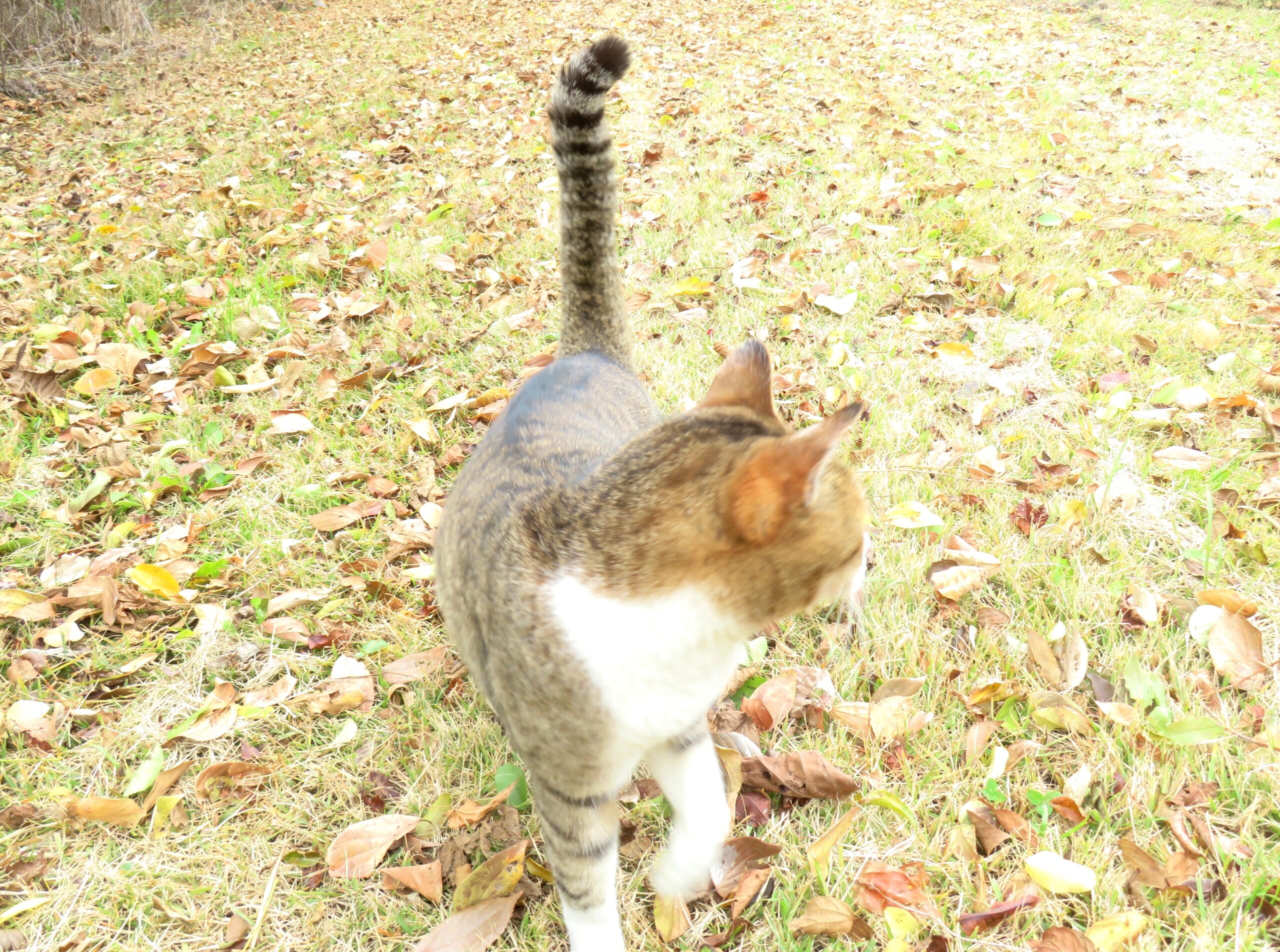 ねこ、風太　巡回