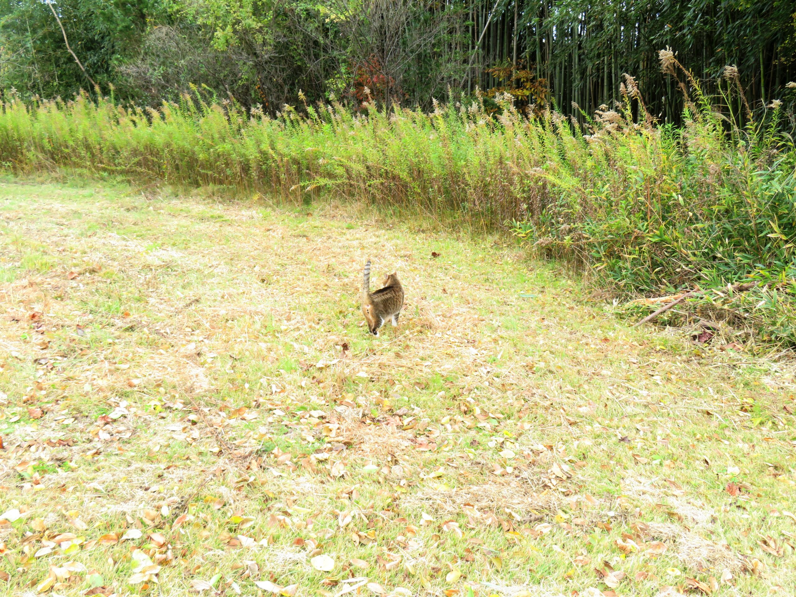 ねこ、風太　巡回