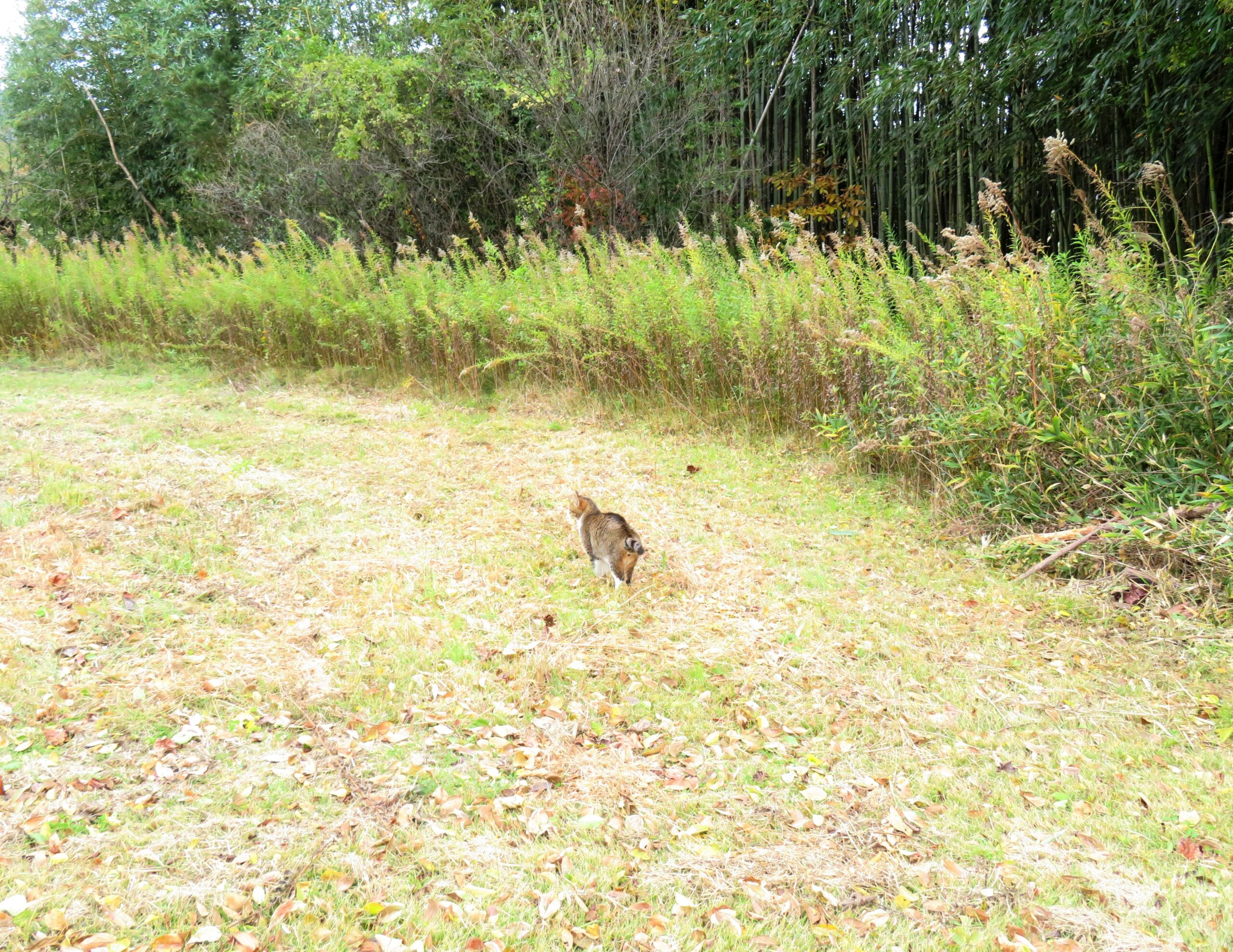 ねこ、風太　巡回