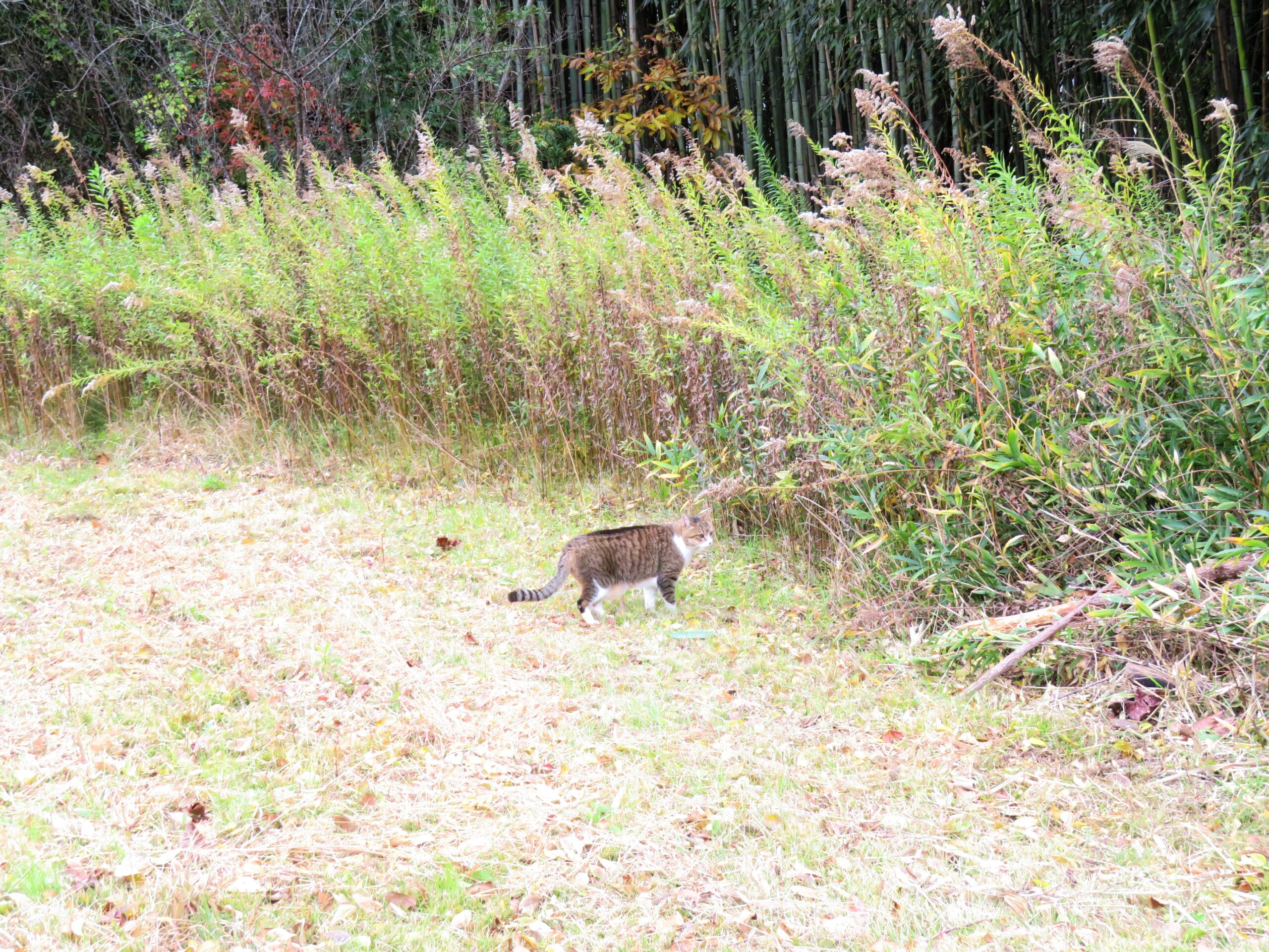 ねこ、風太　巡回