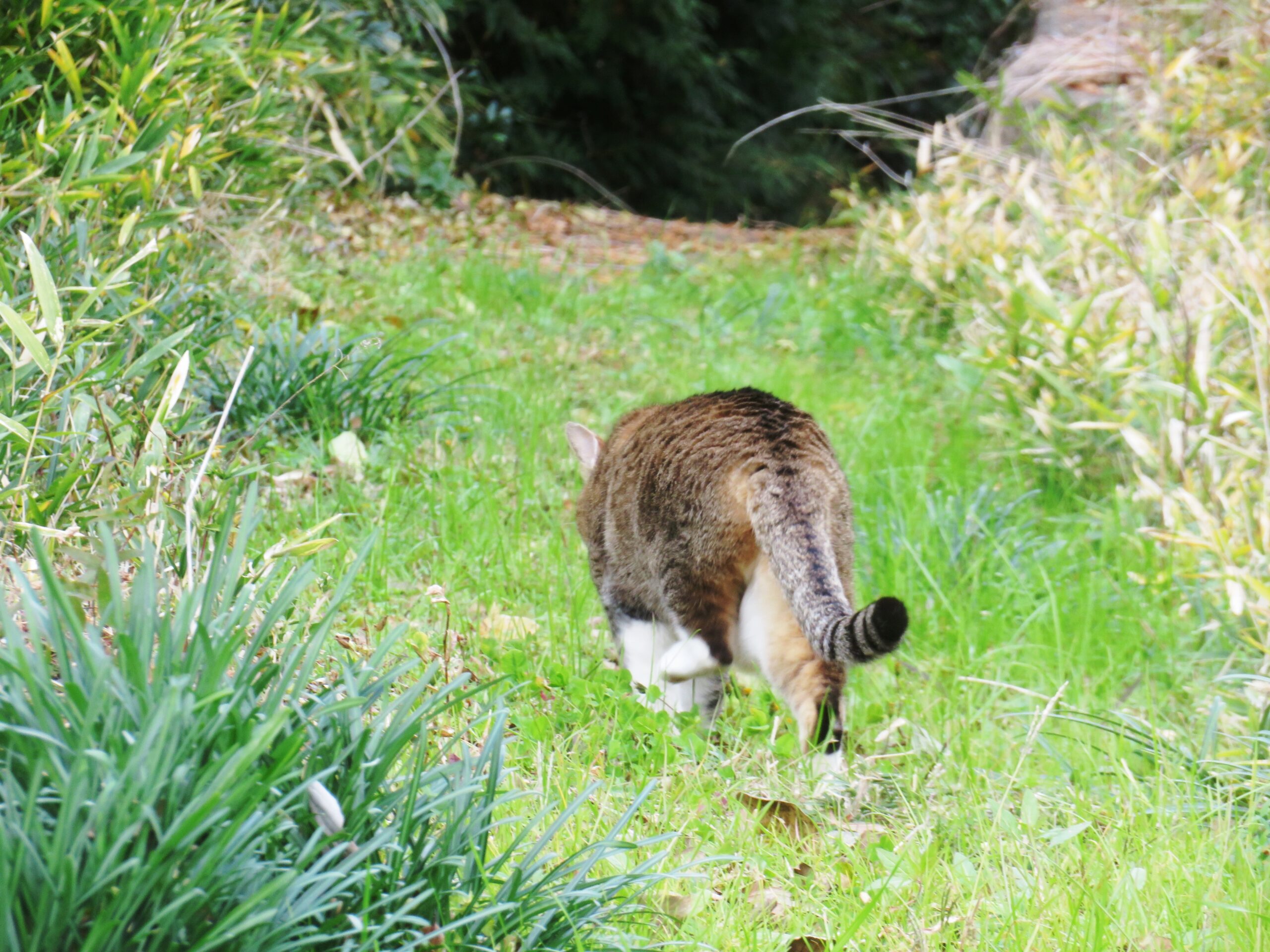 ねこ、風太　巡回