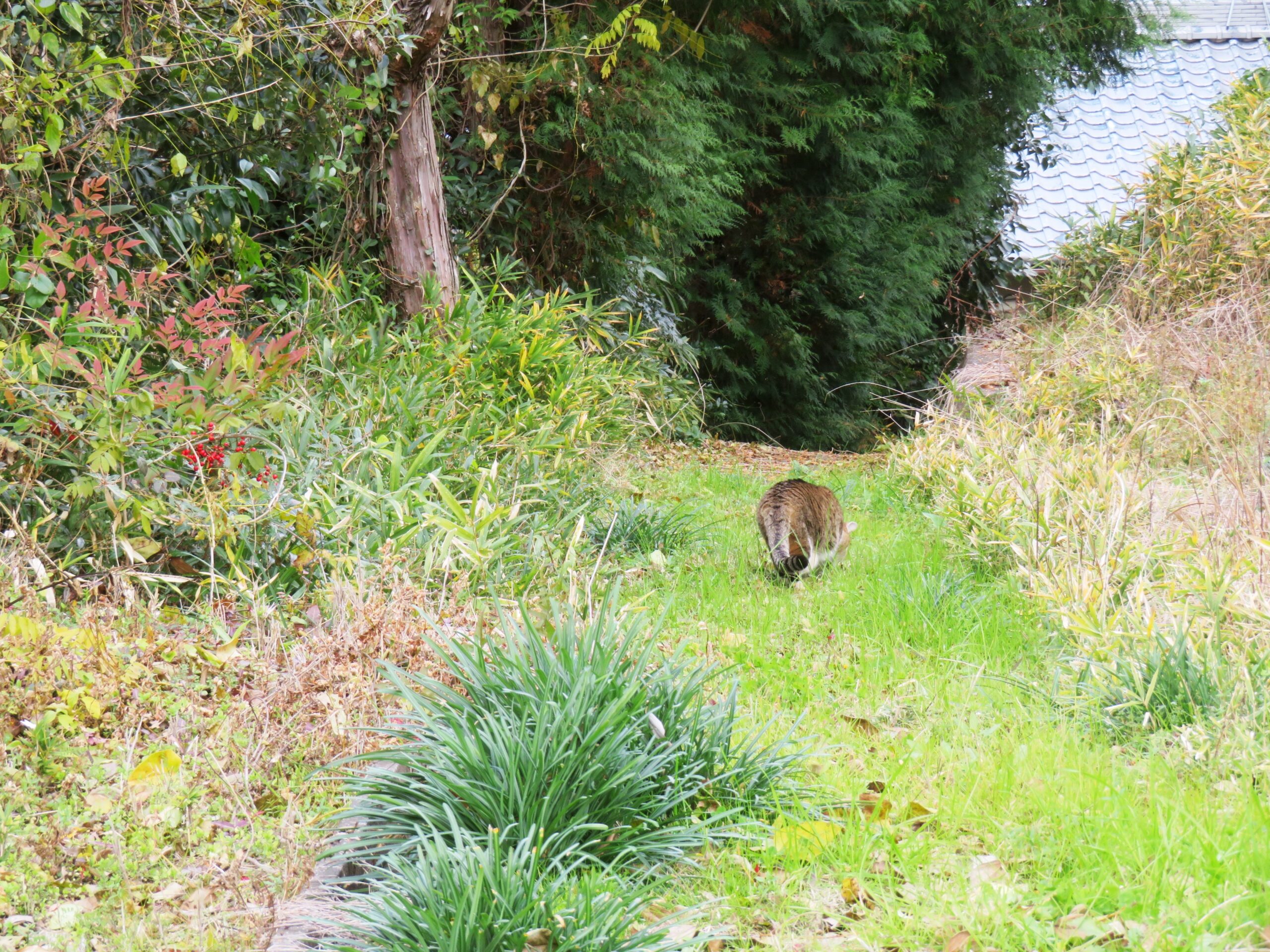 ねこ、風太　巡回