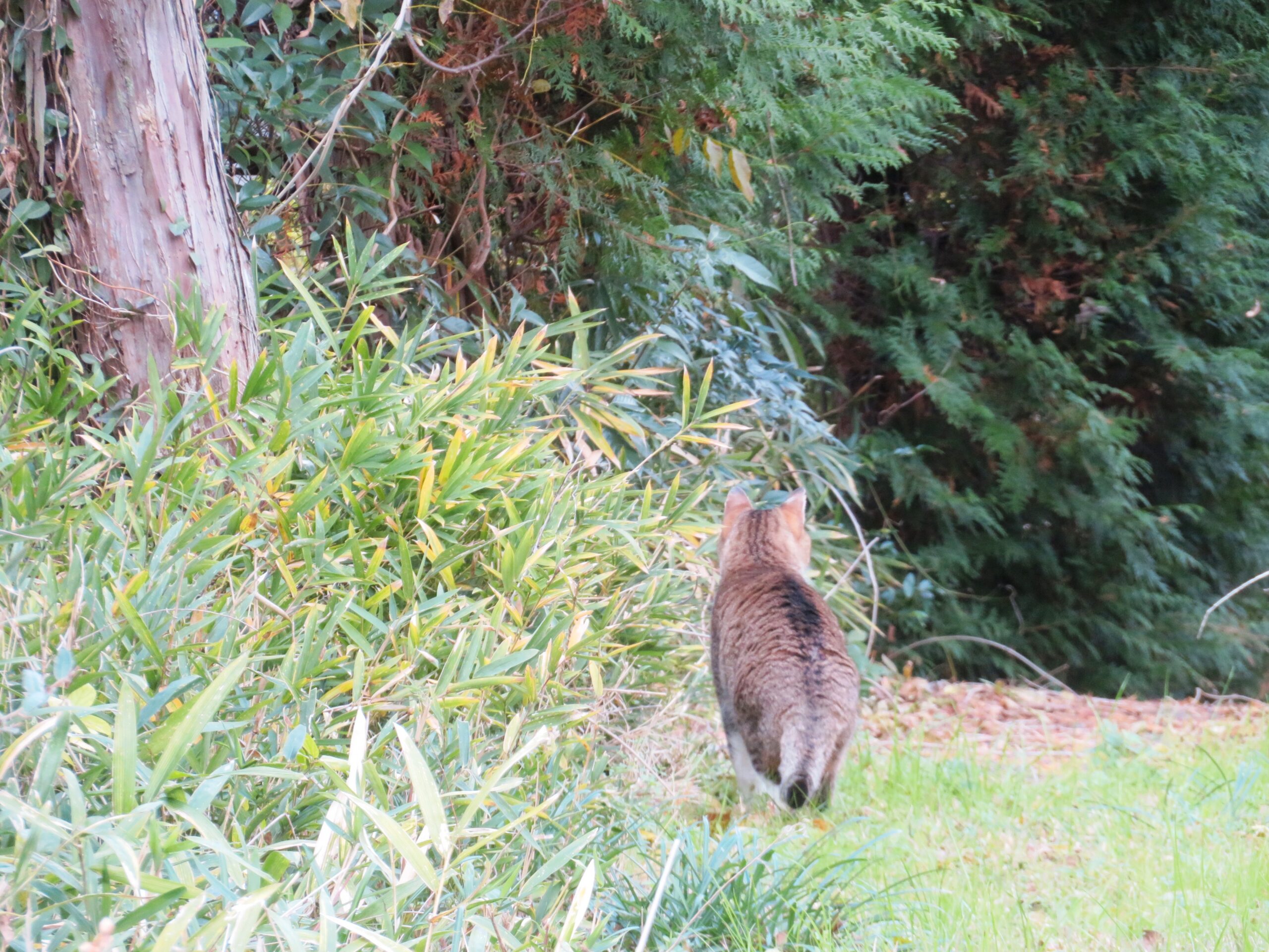 ねこ、風太　巡回