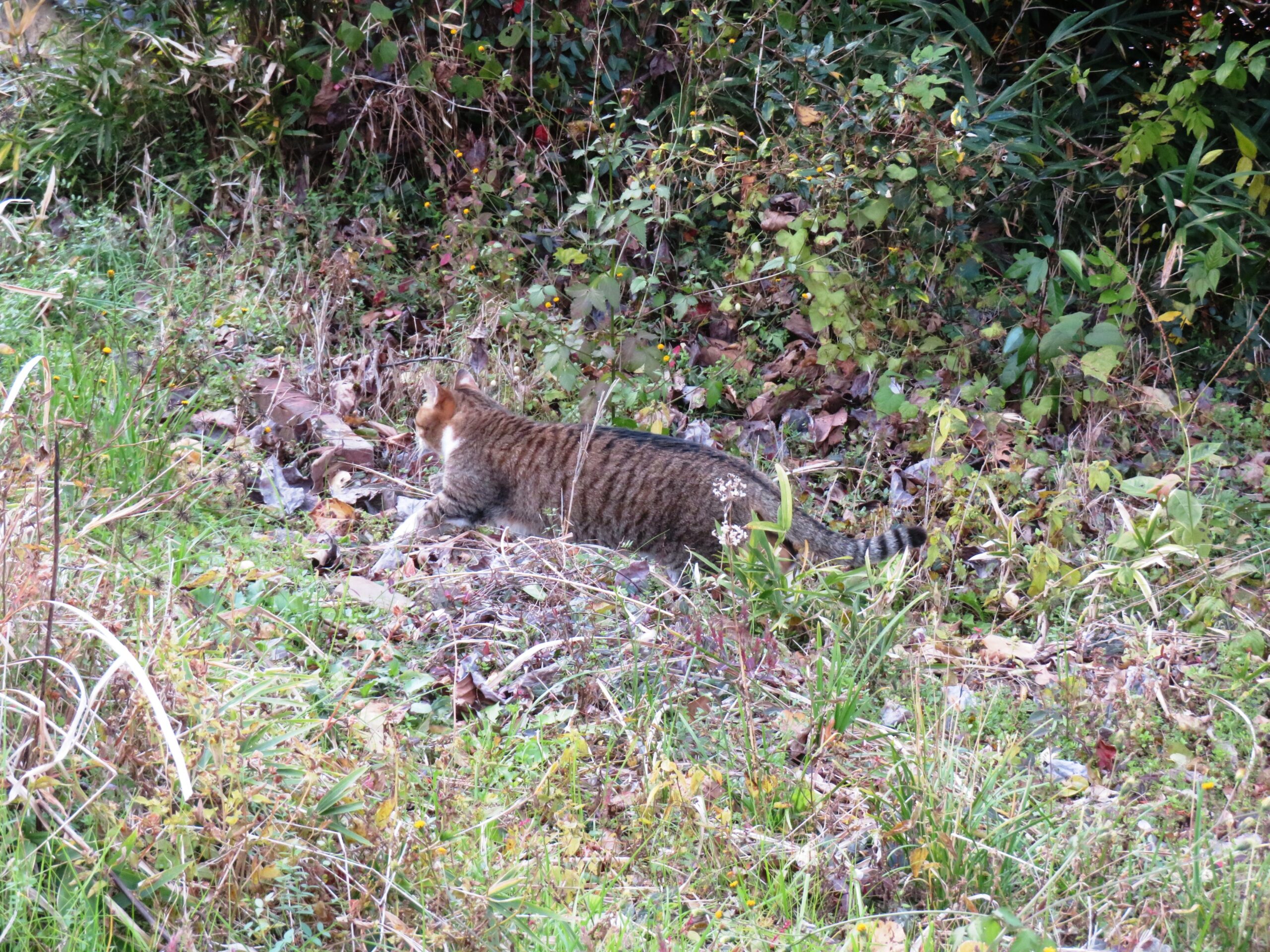 ねこ、風太　巡回