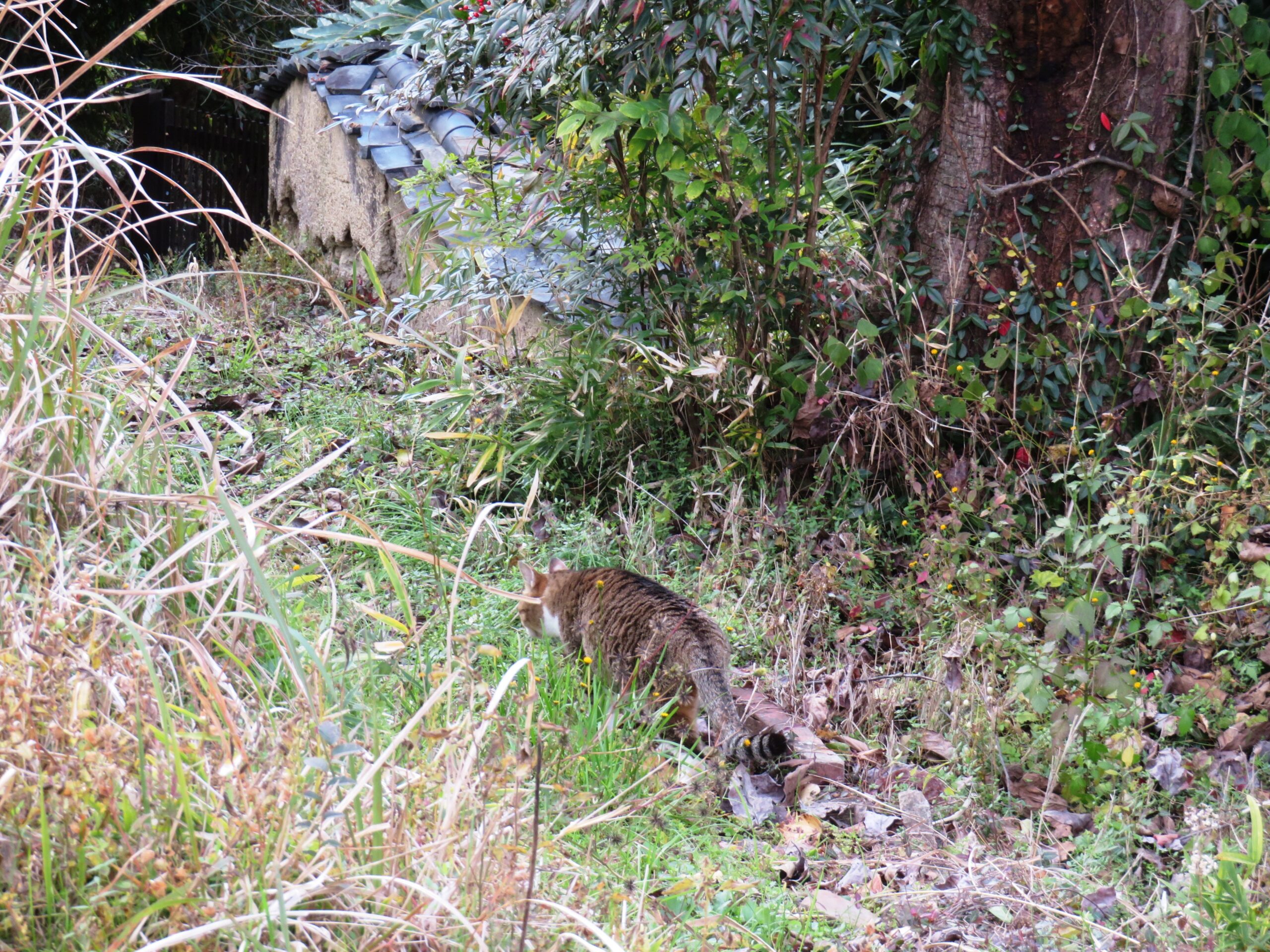 ねこ、風太　巡回