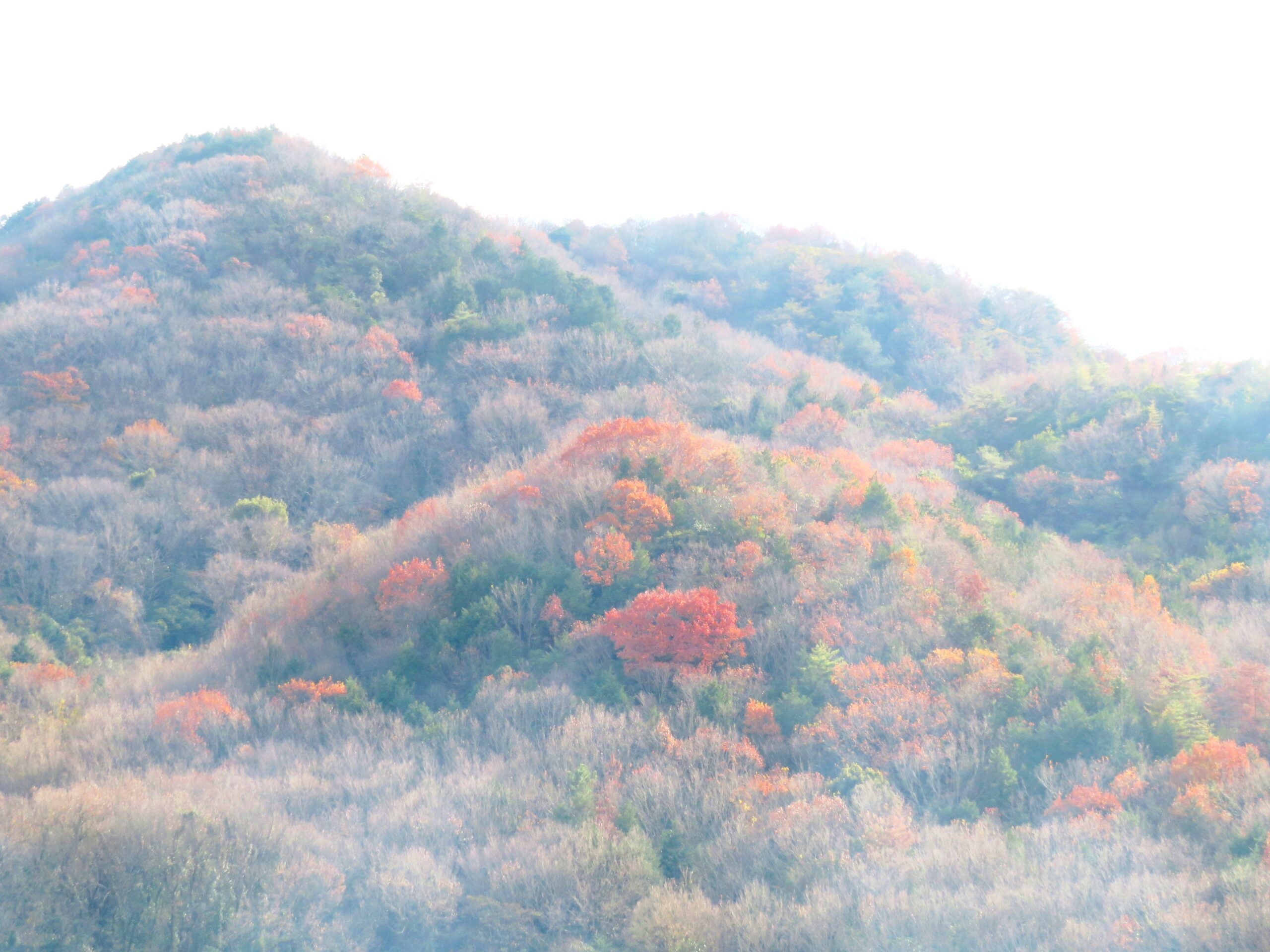 大晦日の山の木々