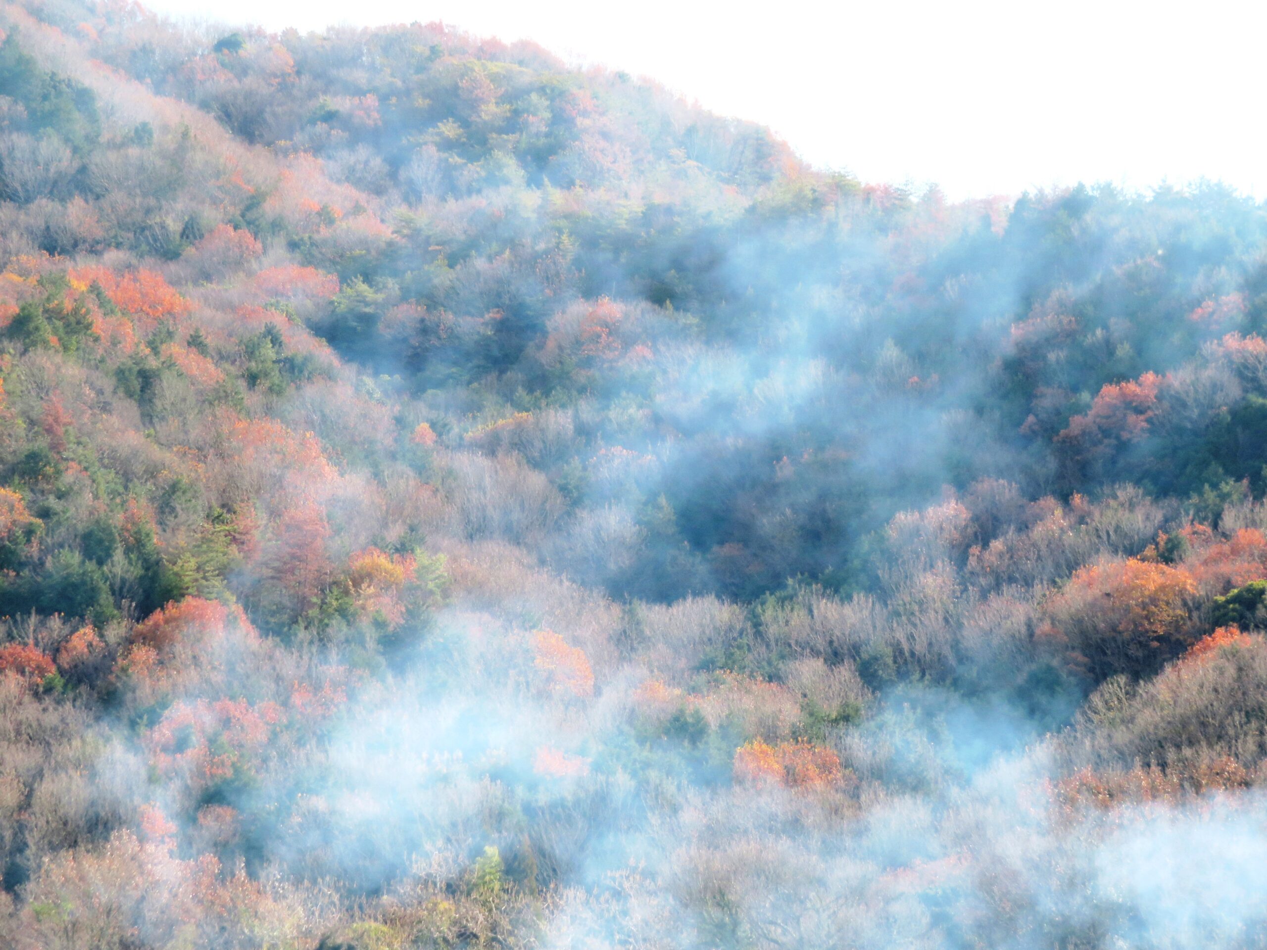 大晦日の山の木々