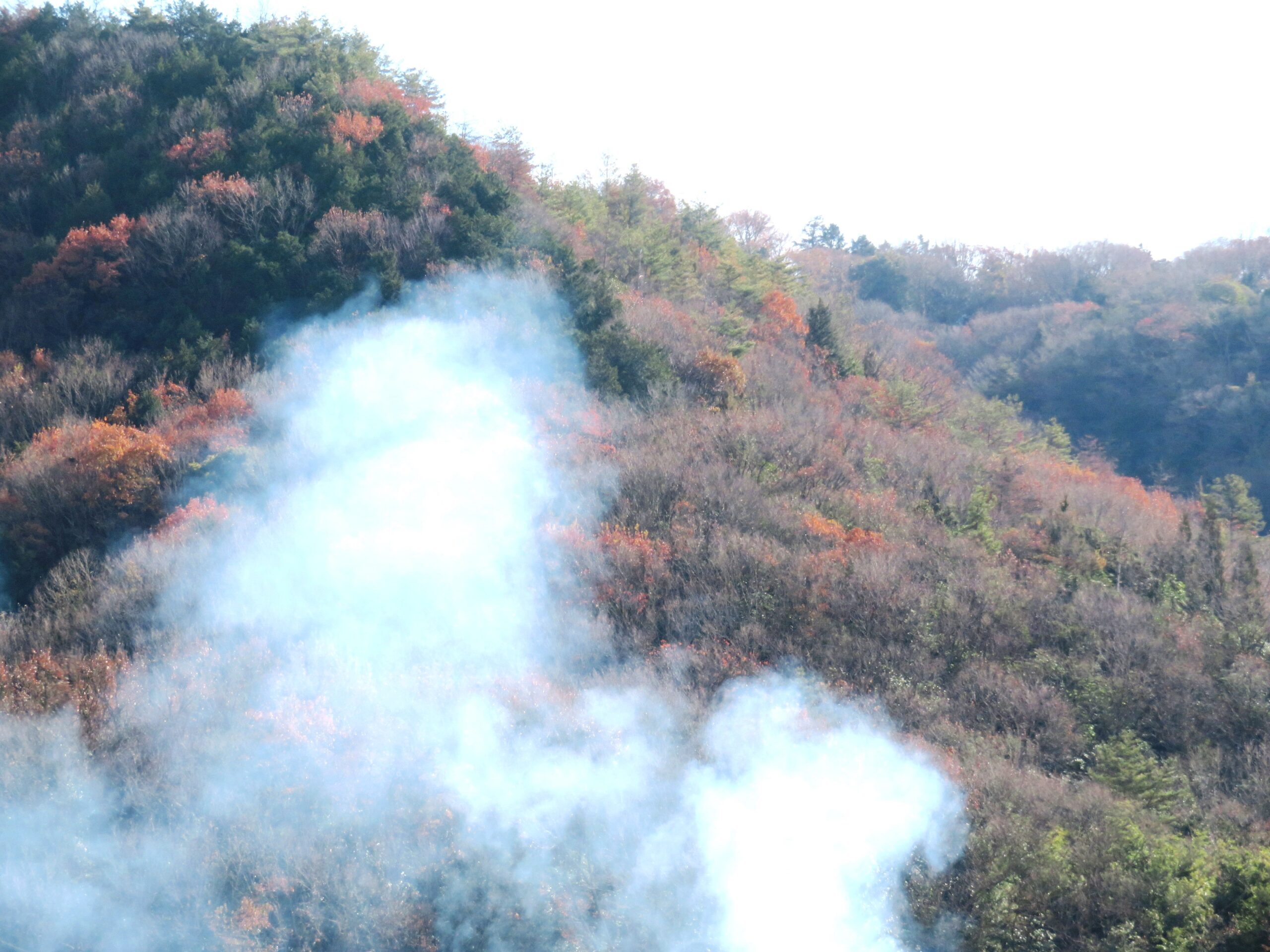 大晦日の山の木々