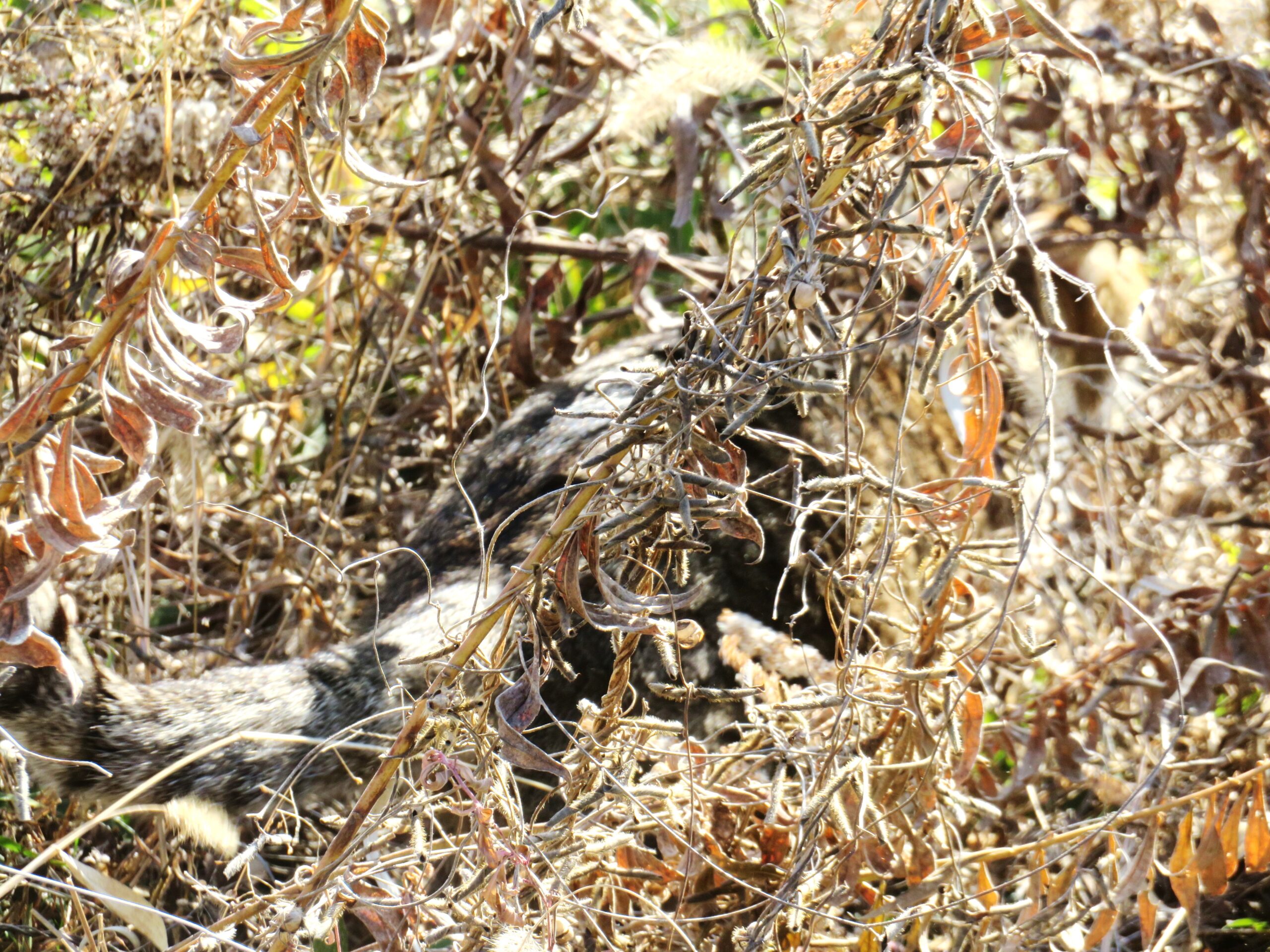 ねこ、風太　巡回