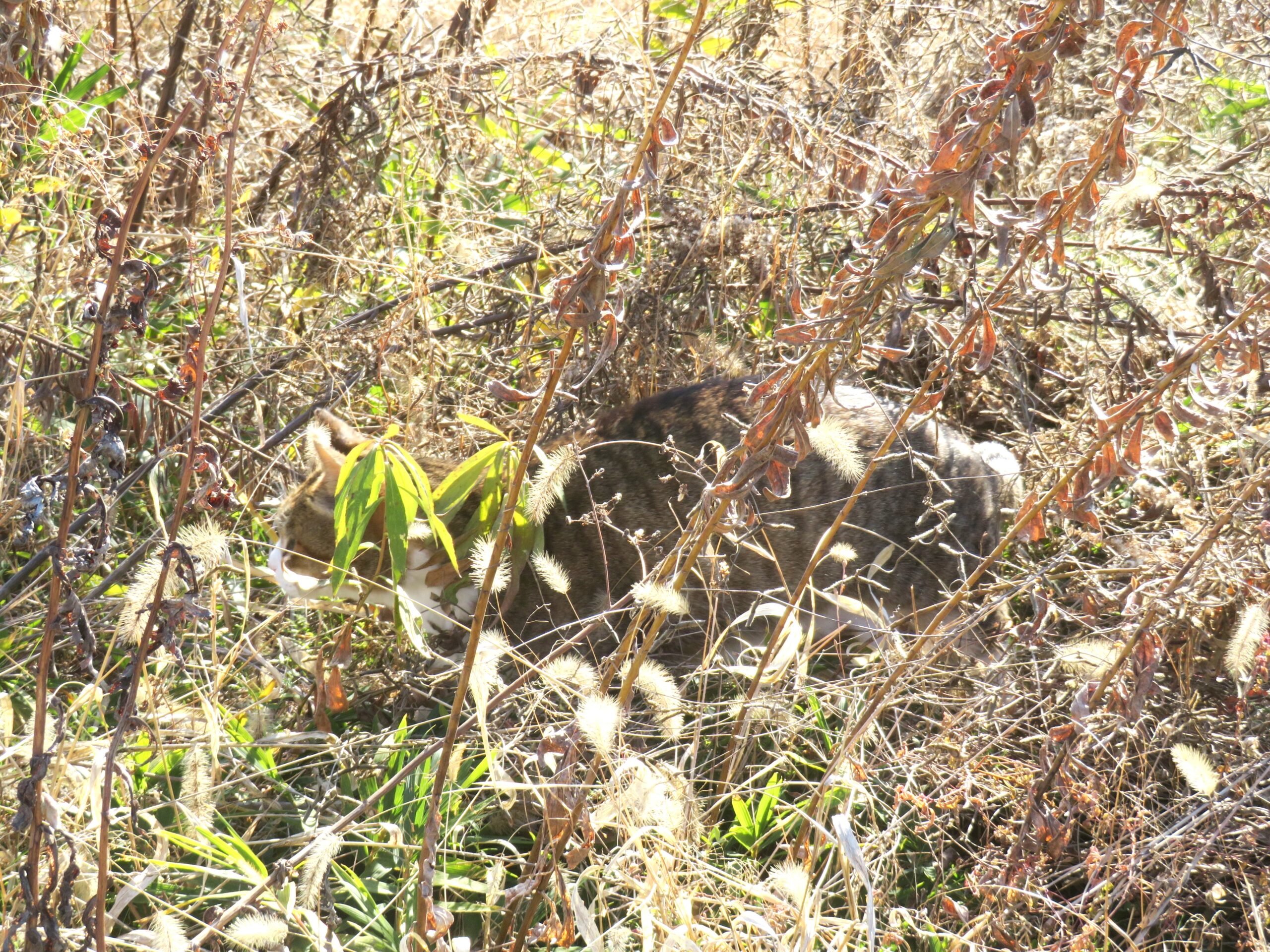 ねこ、風太　巡回