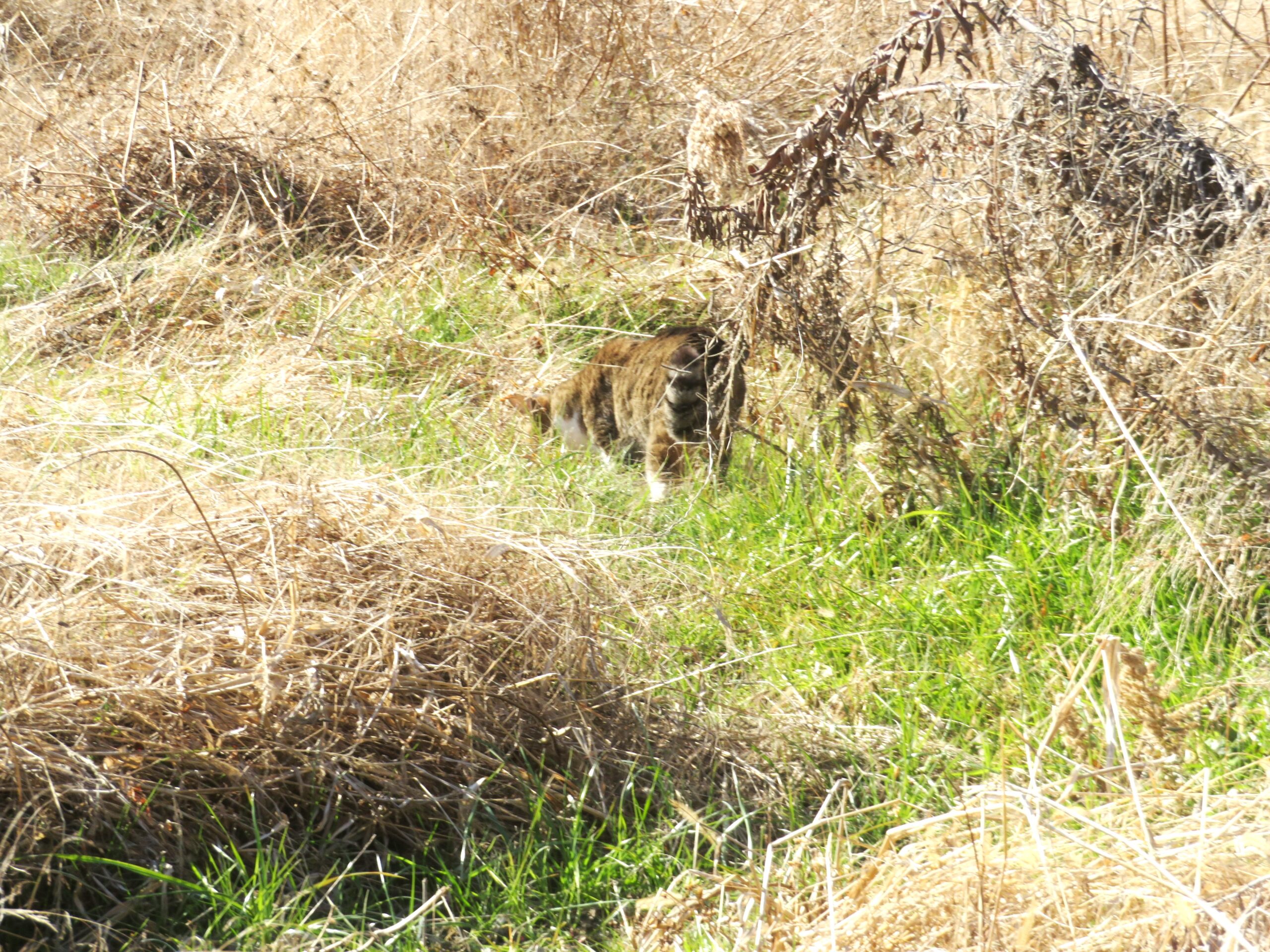 ねこ、風太　巡回