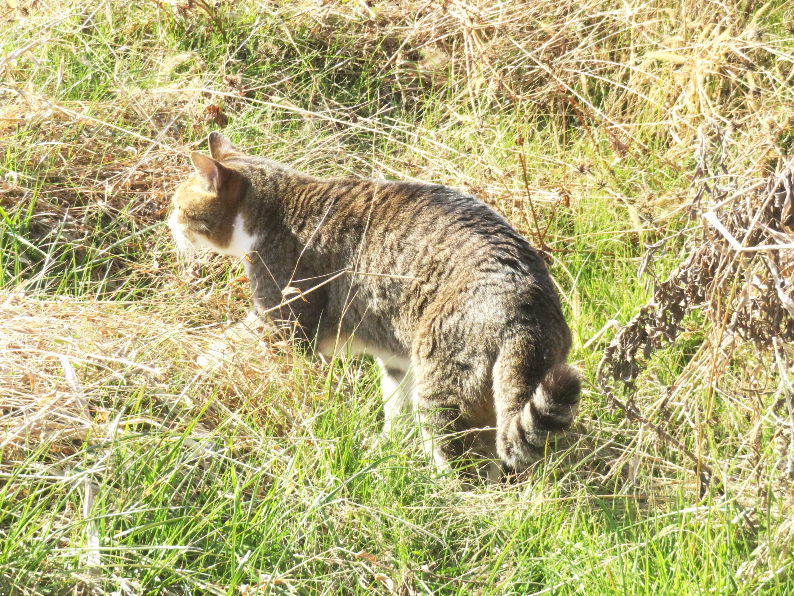 ねこ、風太　巡回