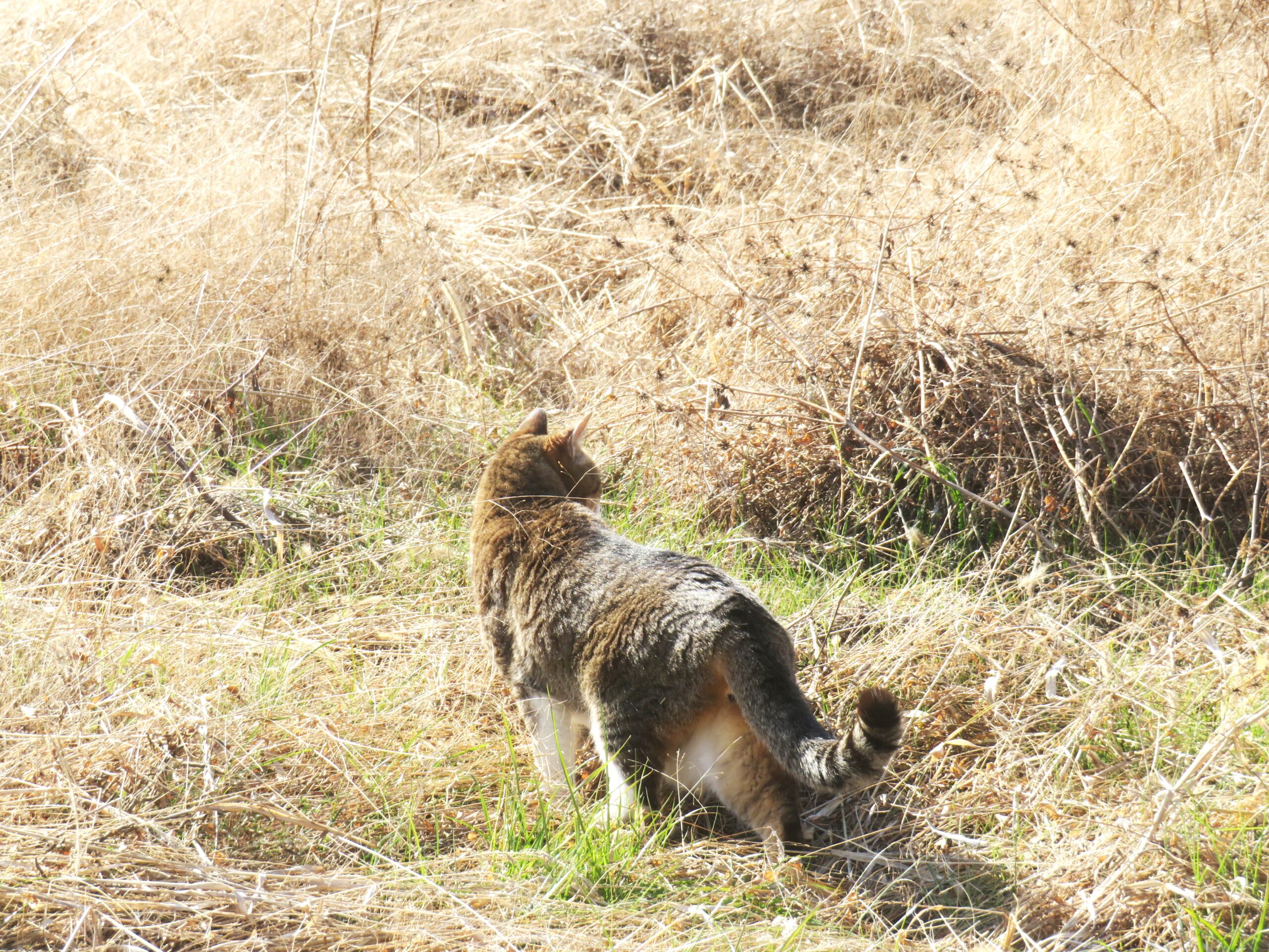 ねこ、風太　巡回