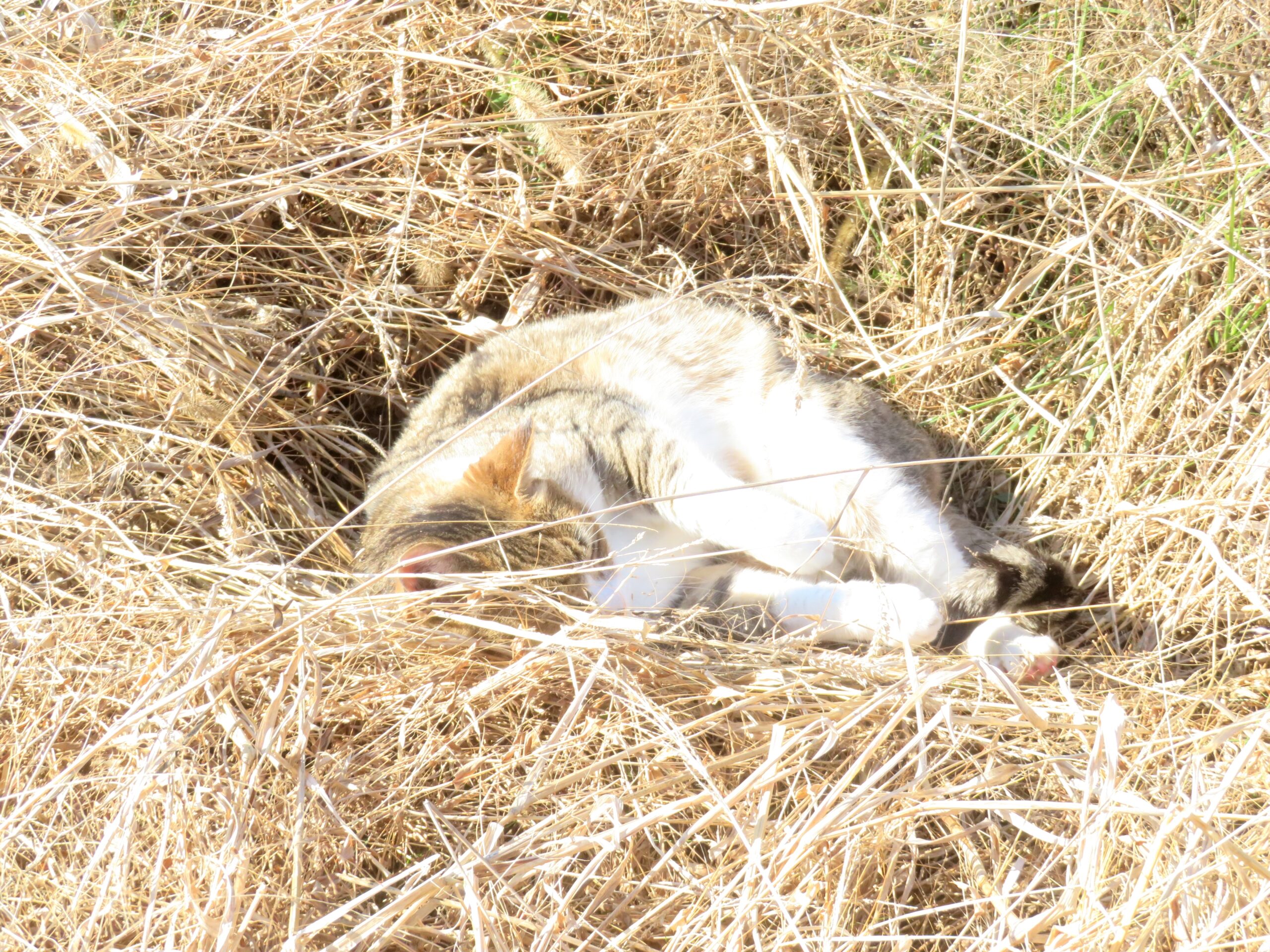 ねこ、風太　ひなたぼっこ