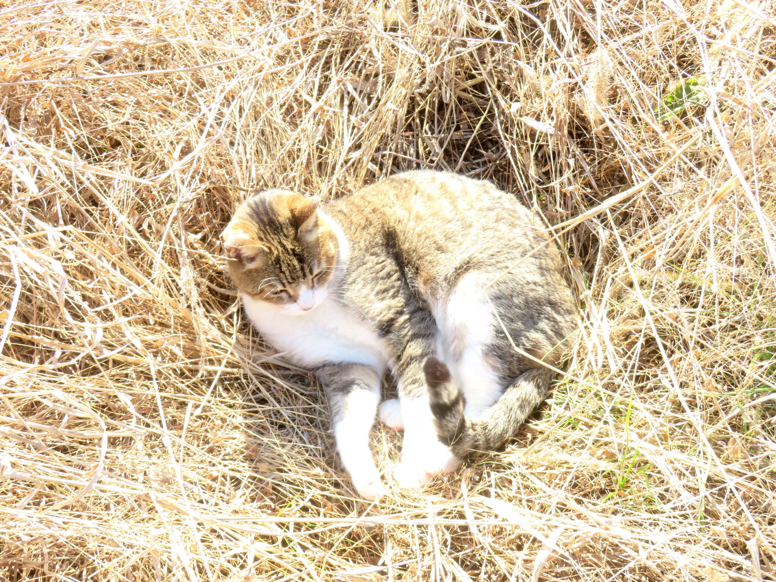 ねこ、風太　ひなたぼっこ