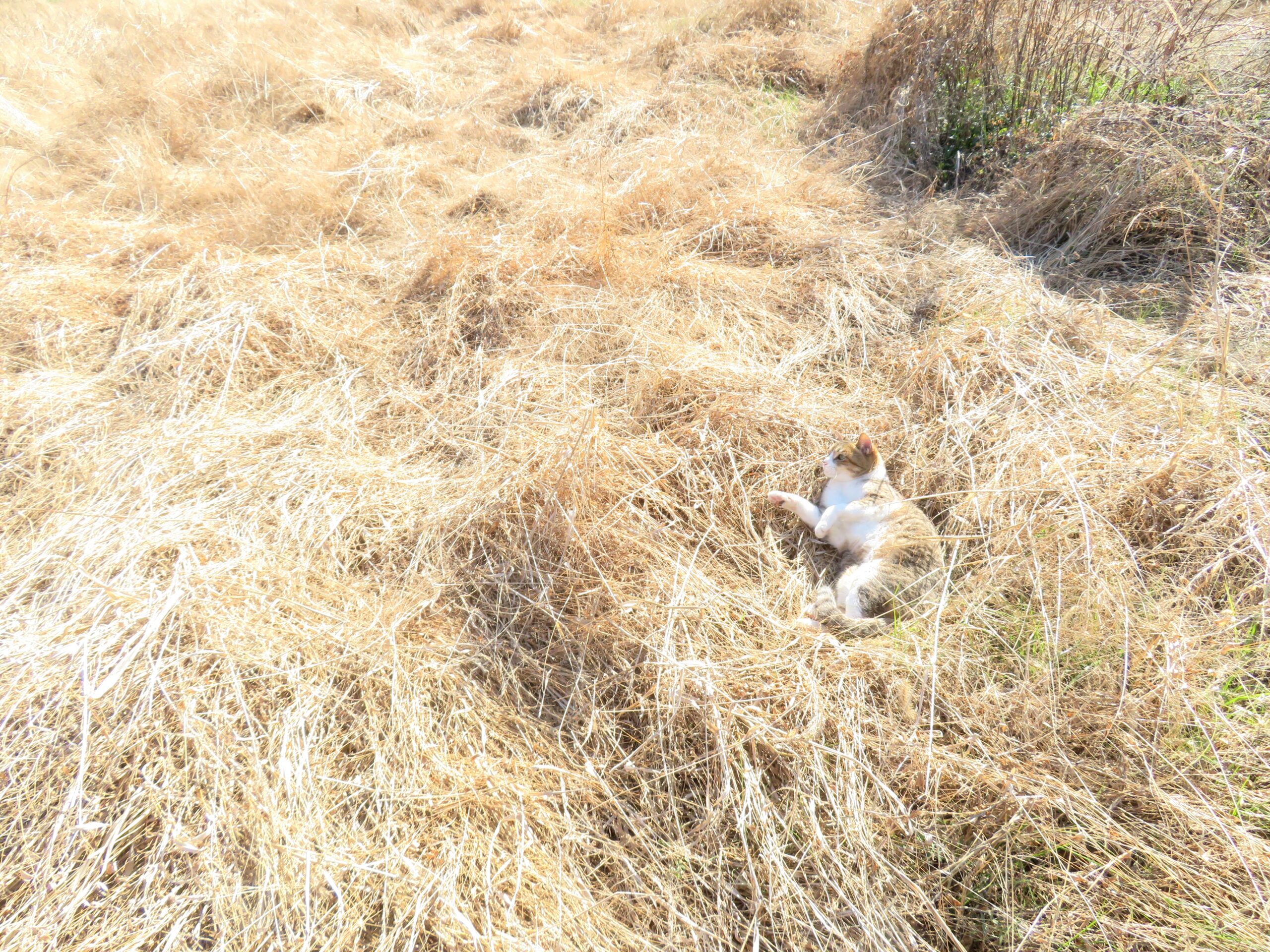 ねこ、風太　巡回