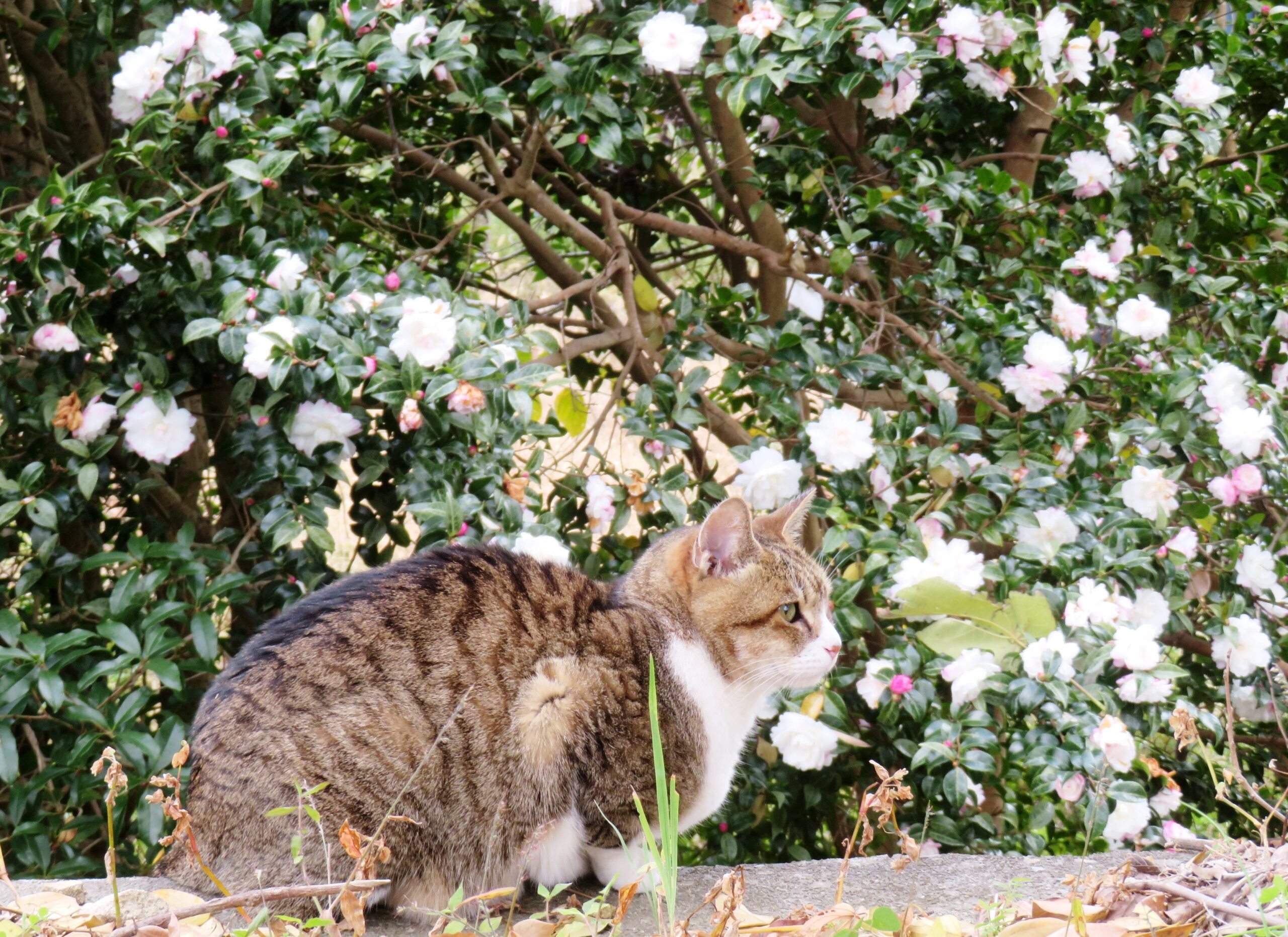 ねこ、風太　巡回